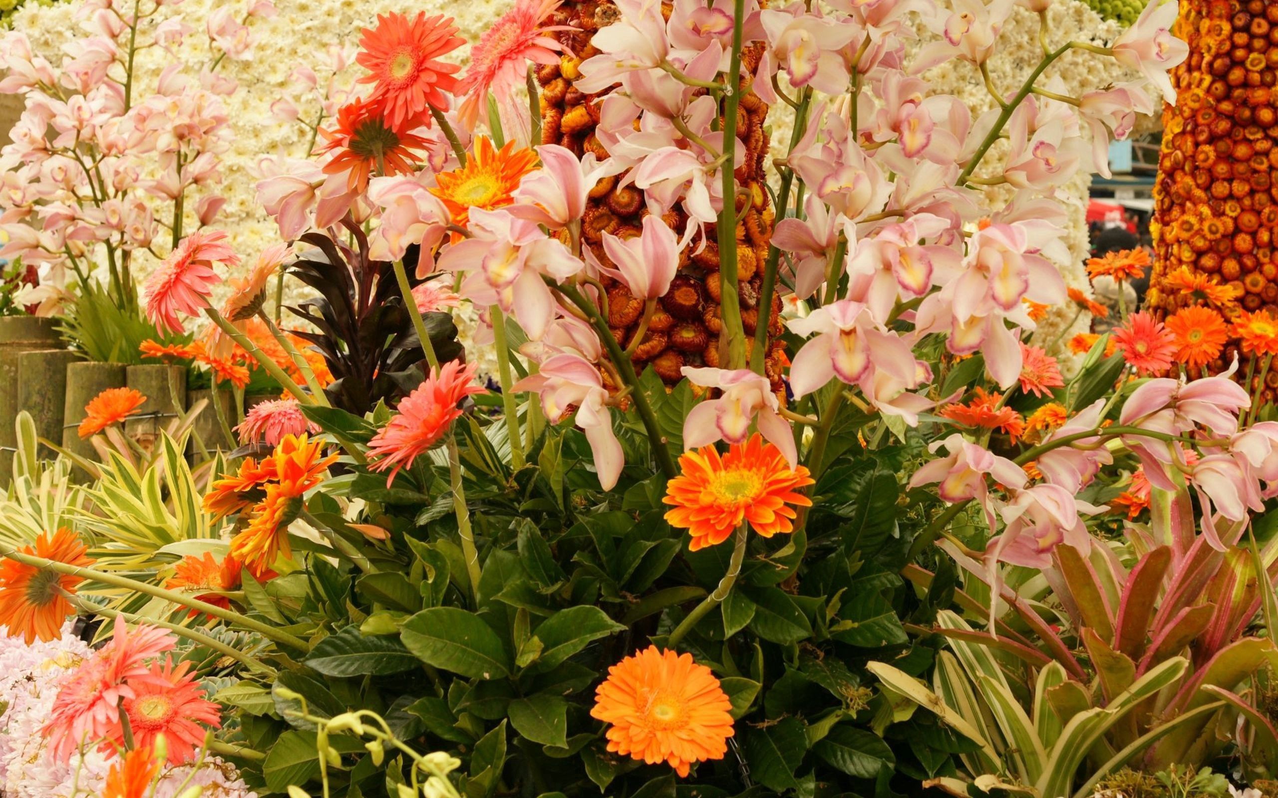 plants, flowers, bright, polyana, glade iphone wallpaper