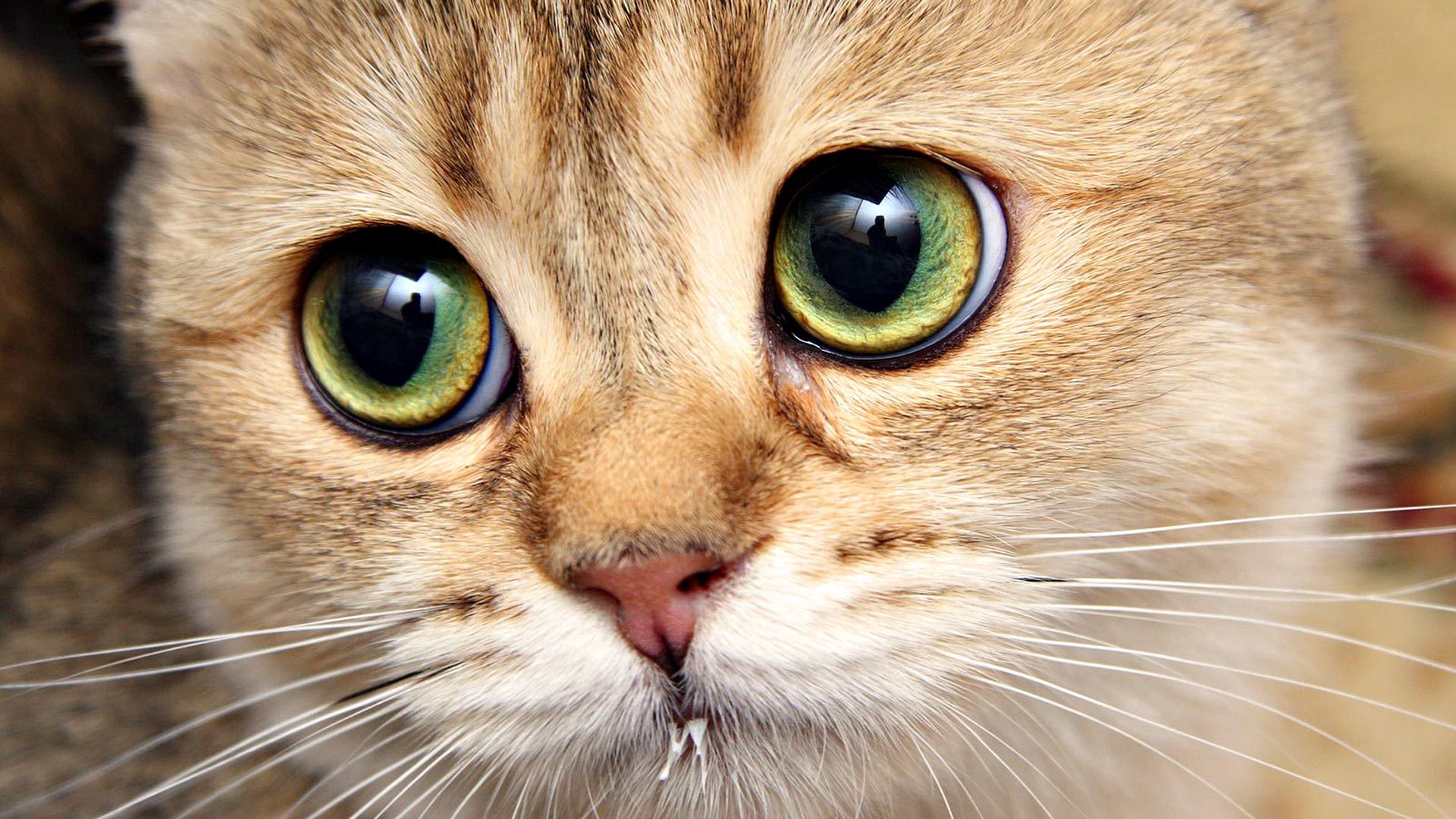 Download mobile wallpaper Cat, Muzzle, Close Up, Animals, Eyes for free.