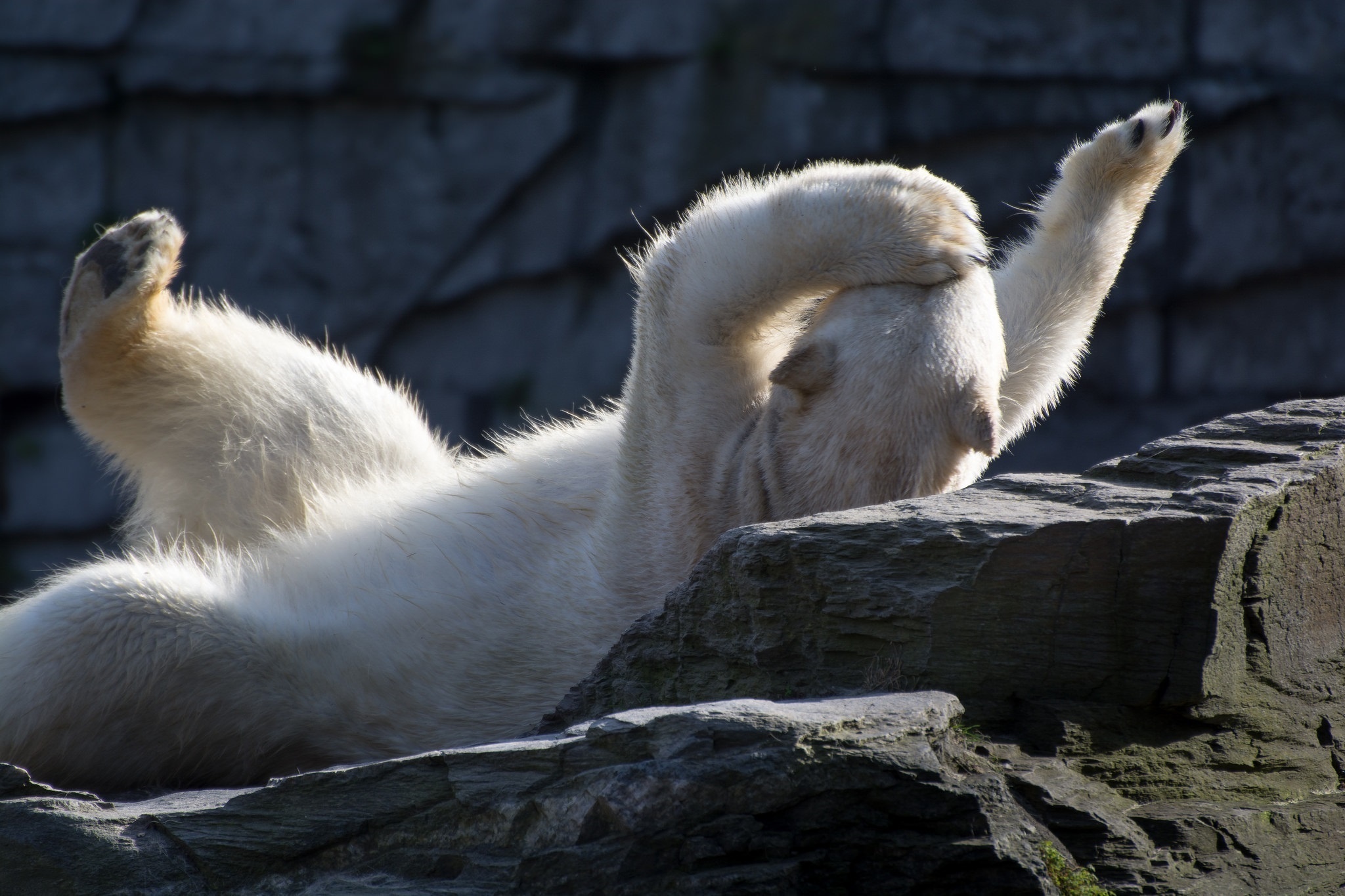 Download mobile wallpaper Lie, Polar Bear, Playful, To Lie Down, Animals for free.
