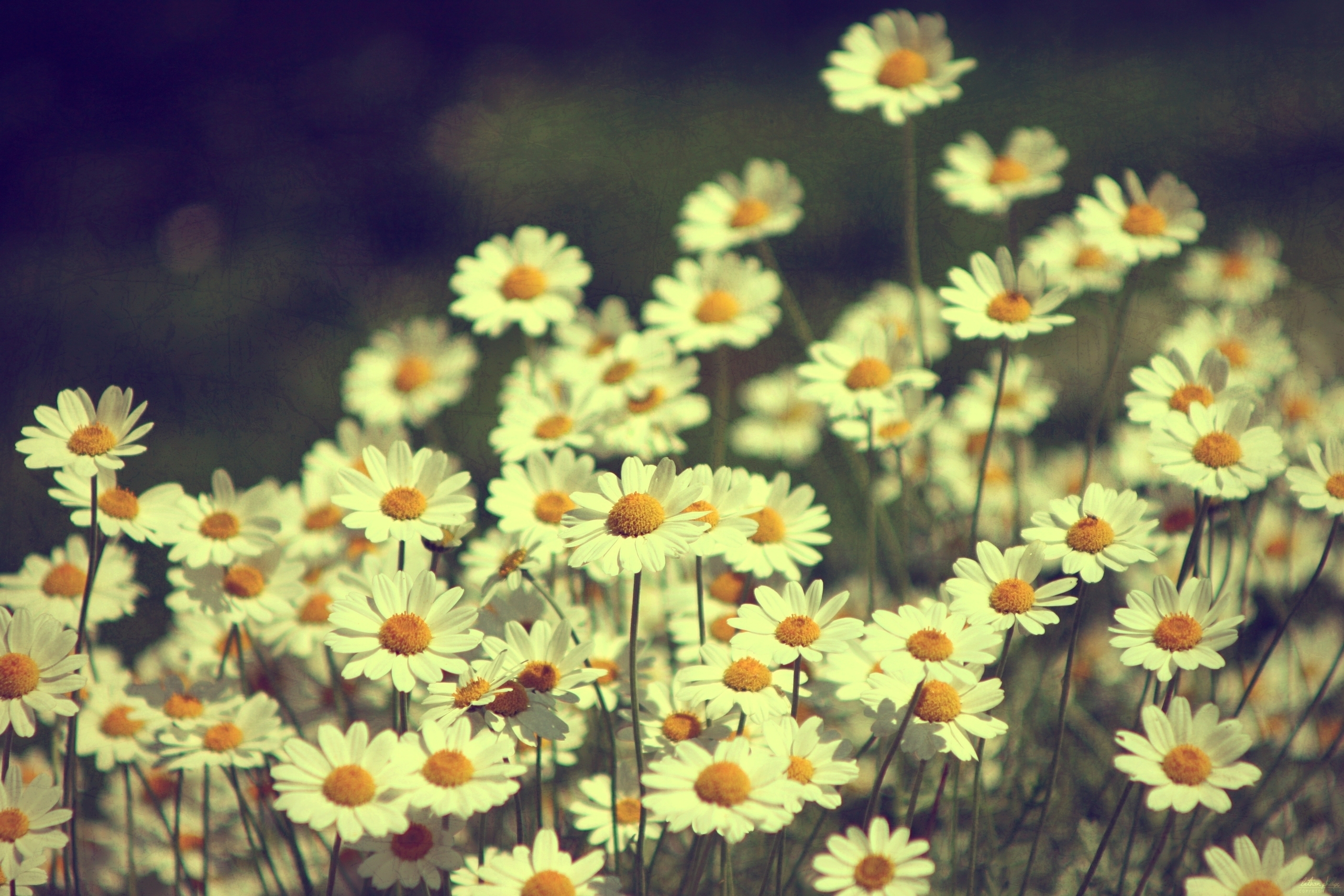 Free download wallpaper Flowers, Summer, Field, Camomile on your PC desktop