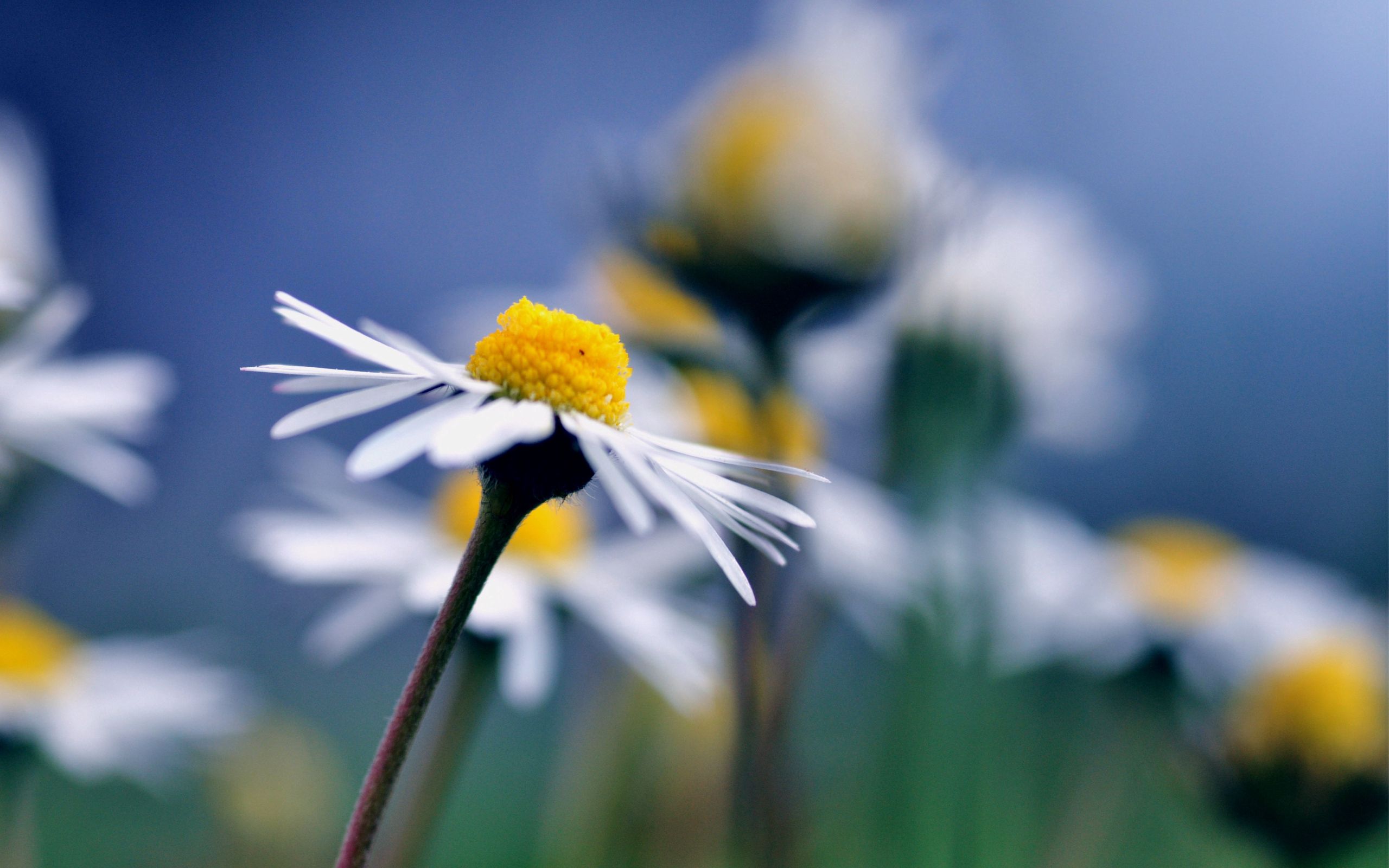 Free Images  Camomile