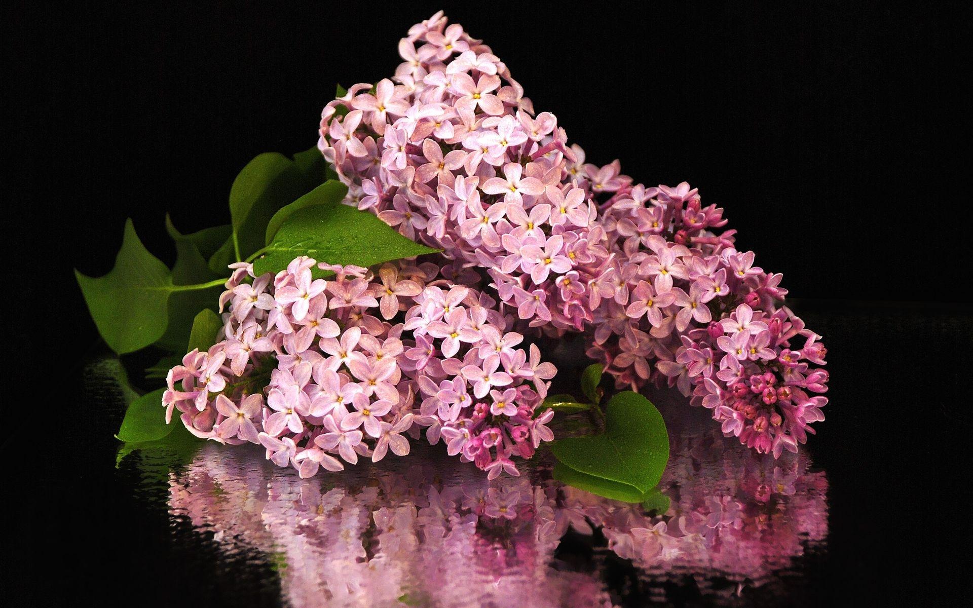 Free Images  Lilac