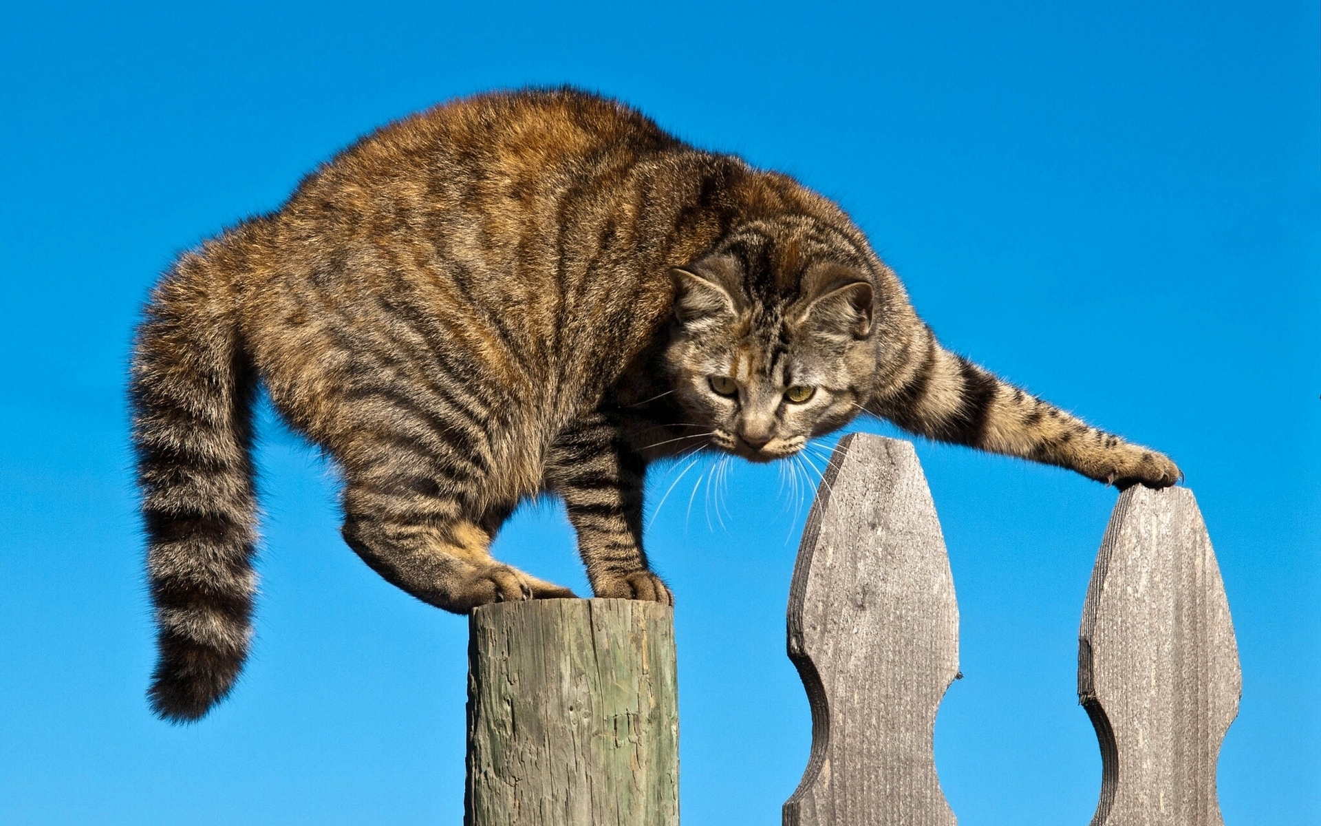 Стоять на стороже. Кот на заборе. Коты на заборе. Кот на ветке. Мартовский кот на заборе.