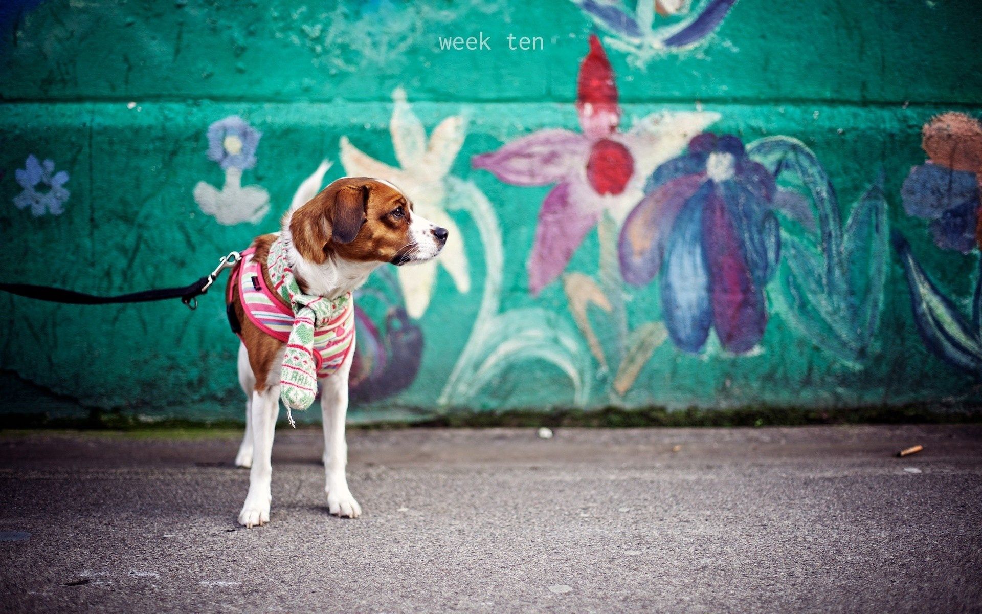 animals, dog, leash, wall, kid, tot, graffiti wallpapers for tablet