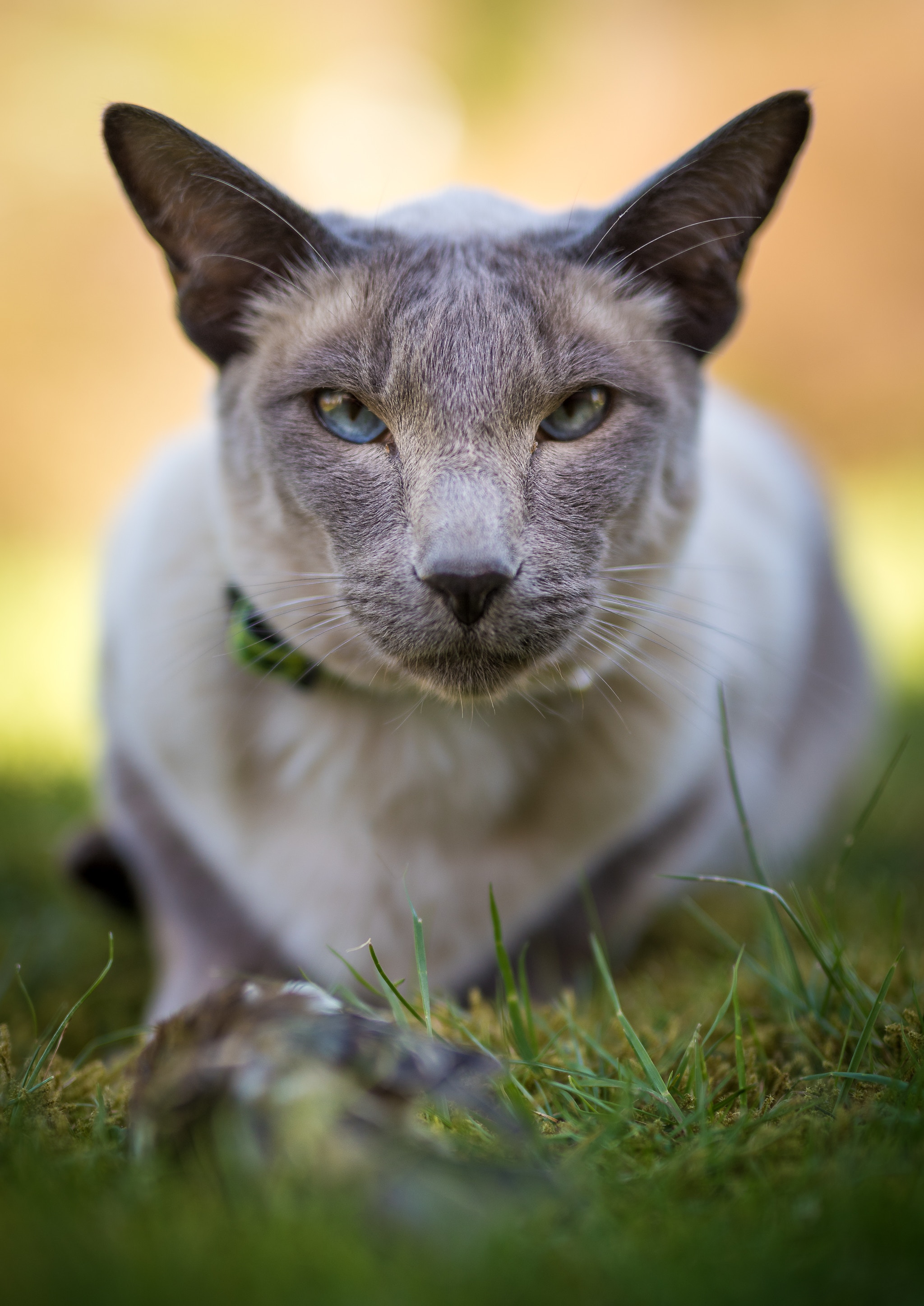 animals, cat, muzzle, blur, smooth, sight, opinion, eared, severe