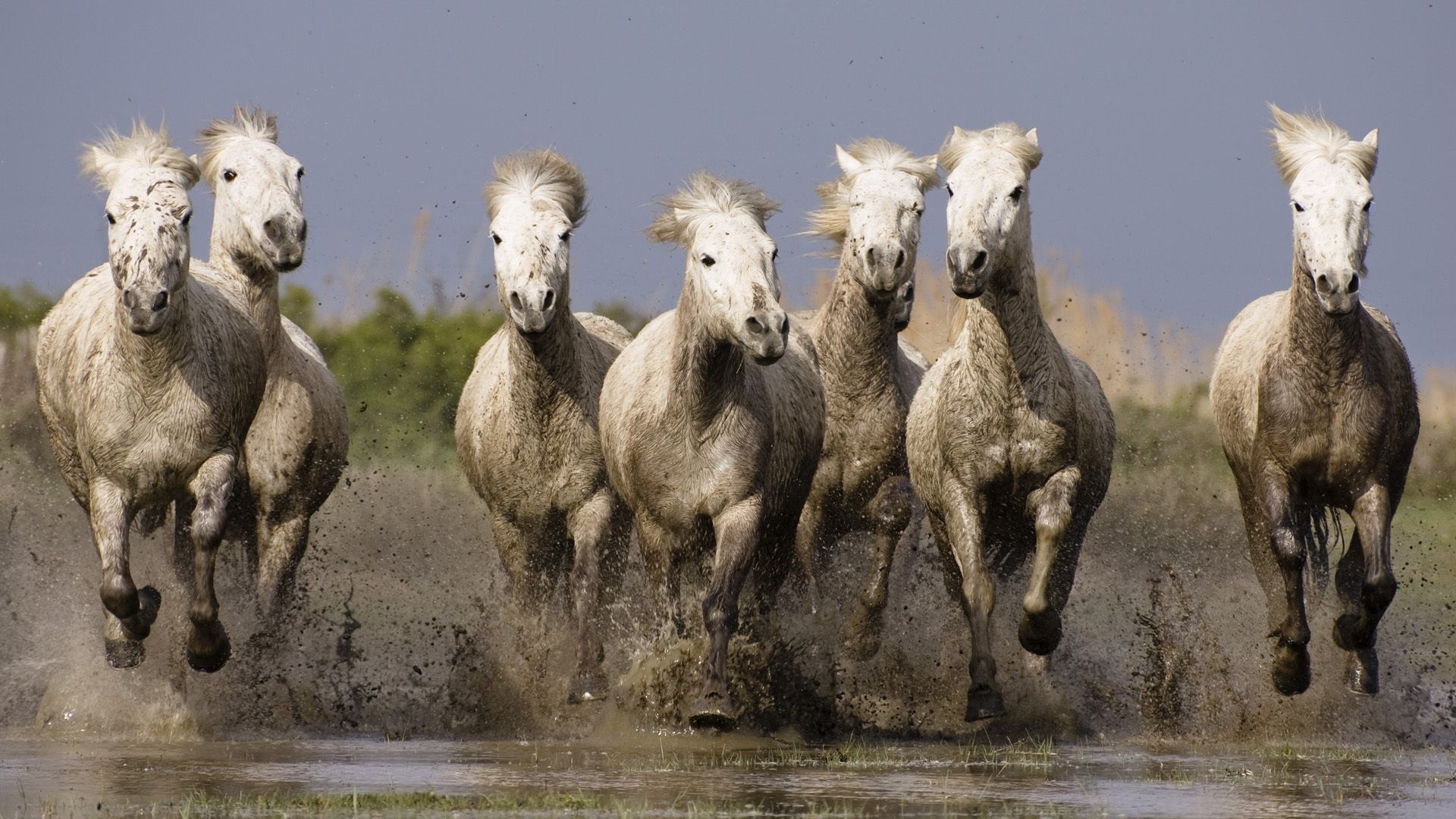 Download mobile wallpaper Bank, Shore, Spray, Animals, Water, Sea, Herd, Horses for free.
