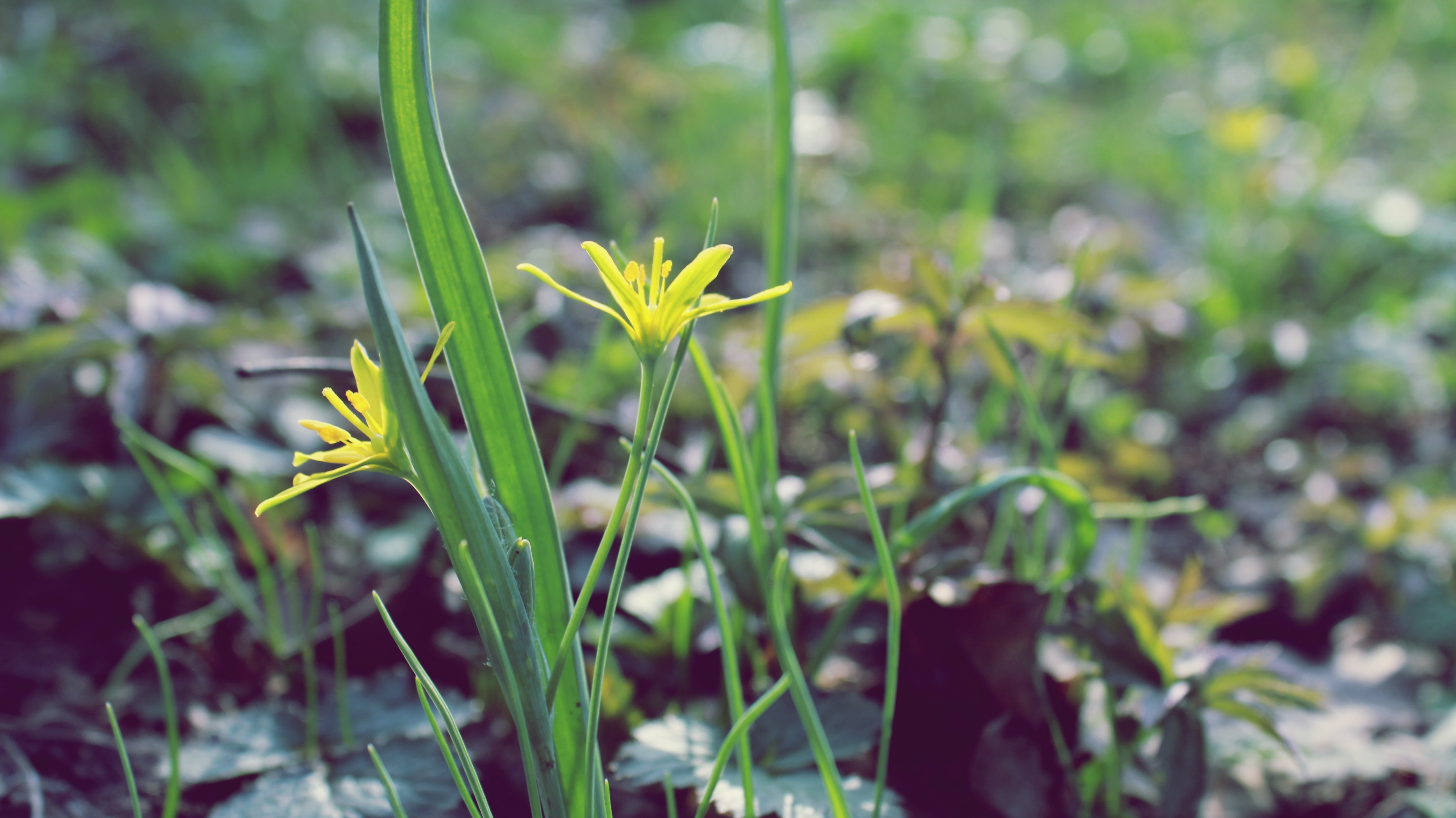 Маленькие Желтые Цветочки Весной