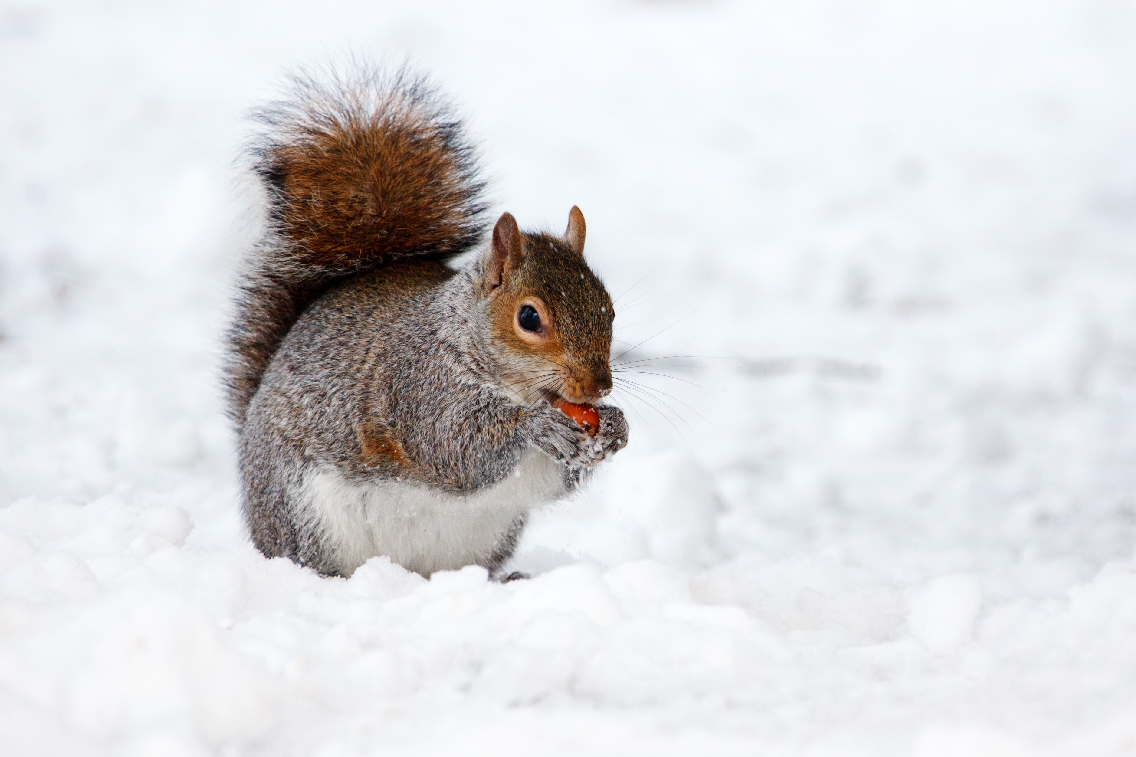 What Do Squirrels Do In The Winter
