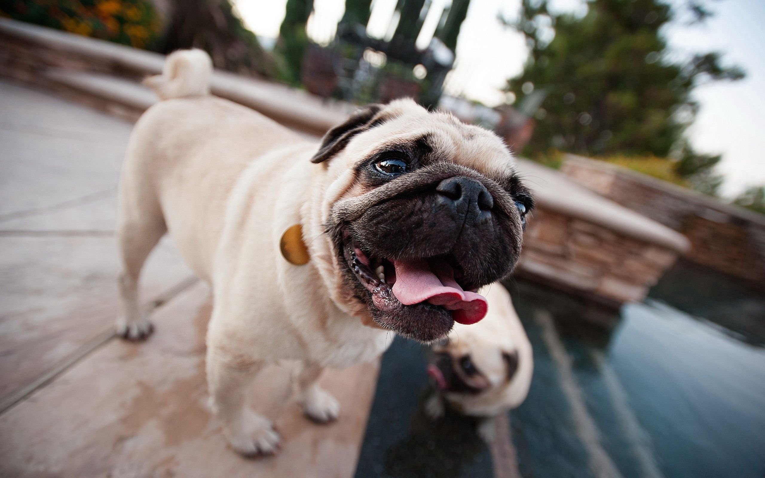Download mobile wallpaper Service, Tongue, Language, Muzzle, Animals, Dog, Pug for free.