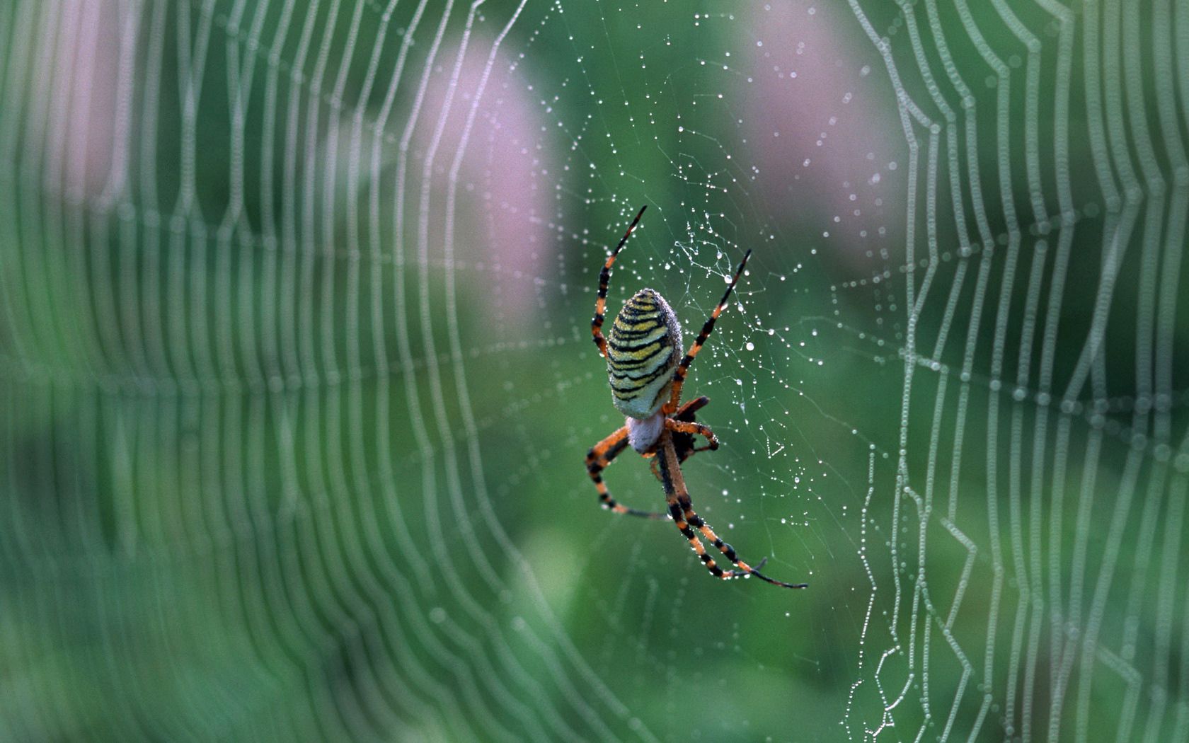 web, drops, macro, spider