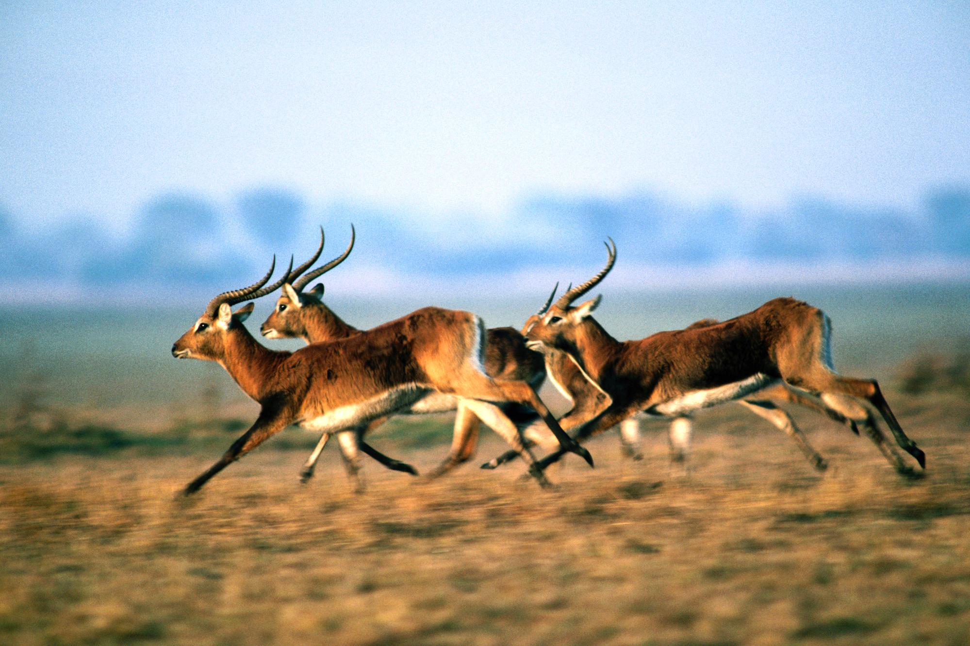 animal, antelope, lechwe