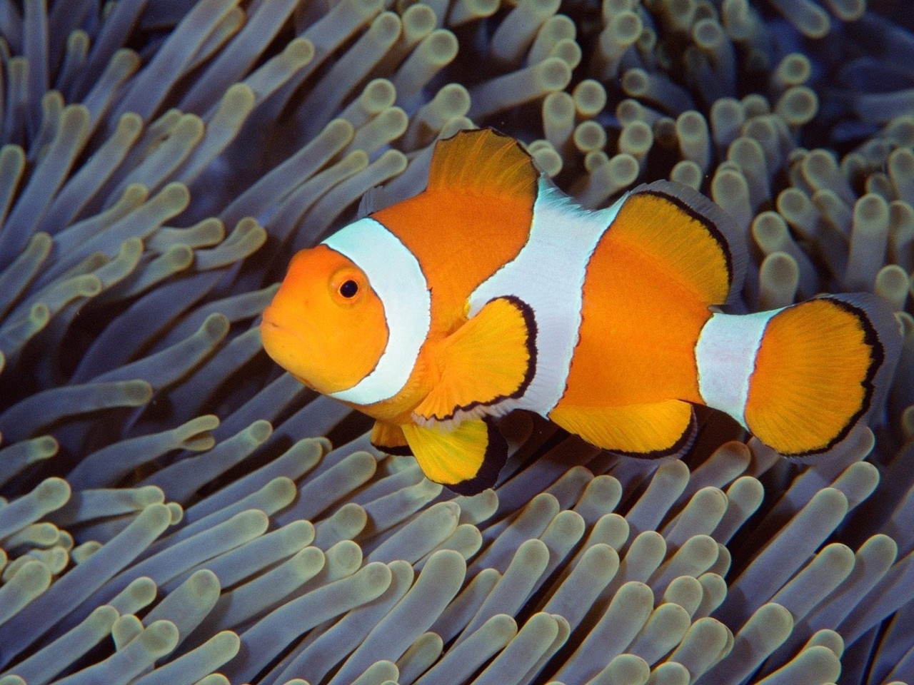 Clown Fish iPhone wallpapers