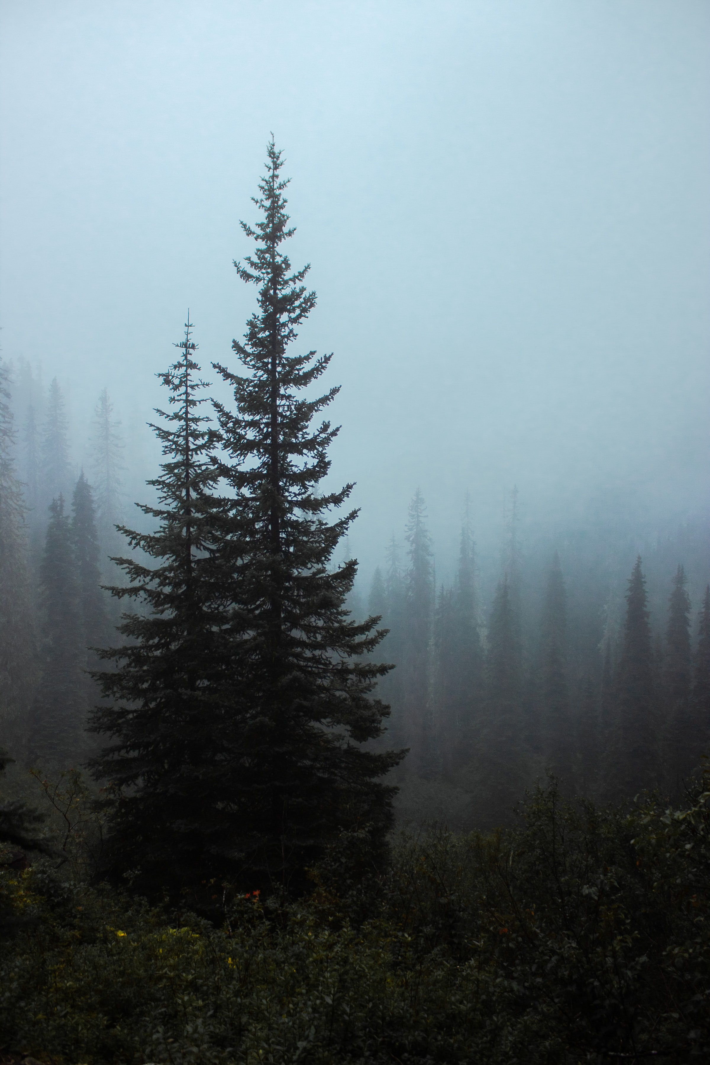 Скачать картинку Ель, Кусты, Туман, Деревья, Лес, Природа в телефон бесплатно.