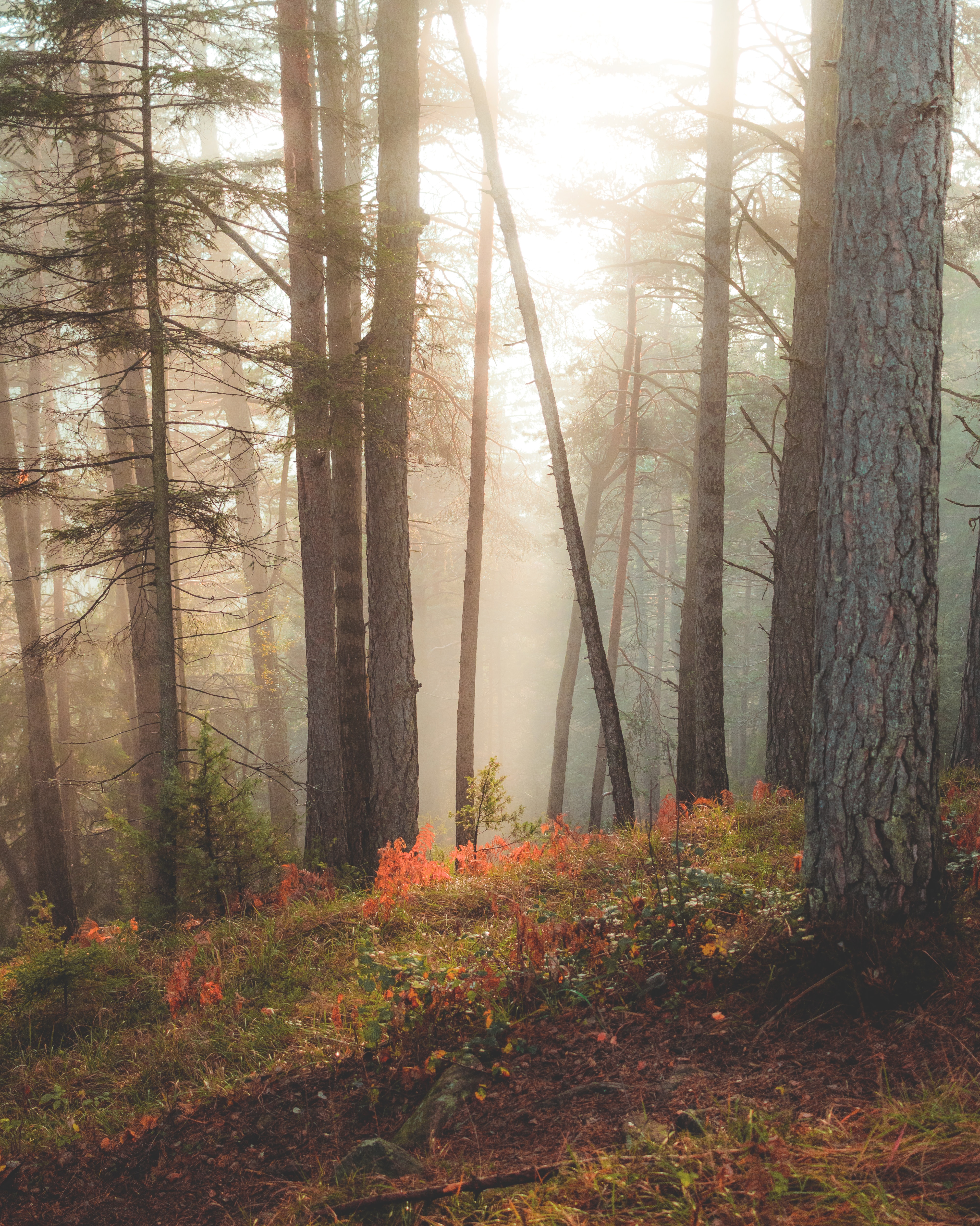 Download mobile wallpaper Sun Rays, Trees, Forest, Sunlight, Nature for free.