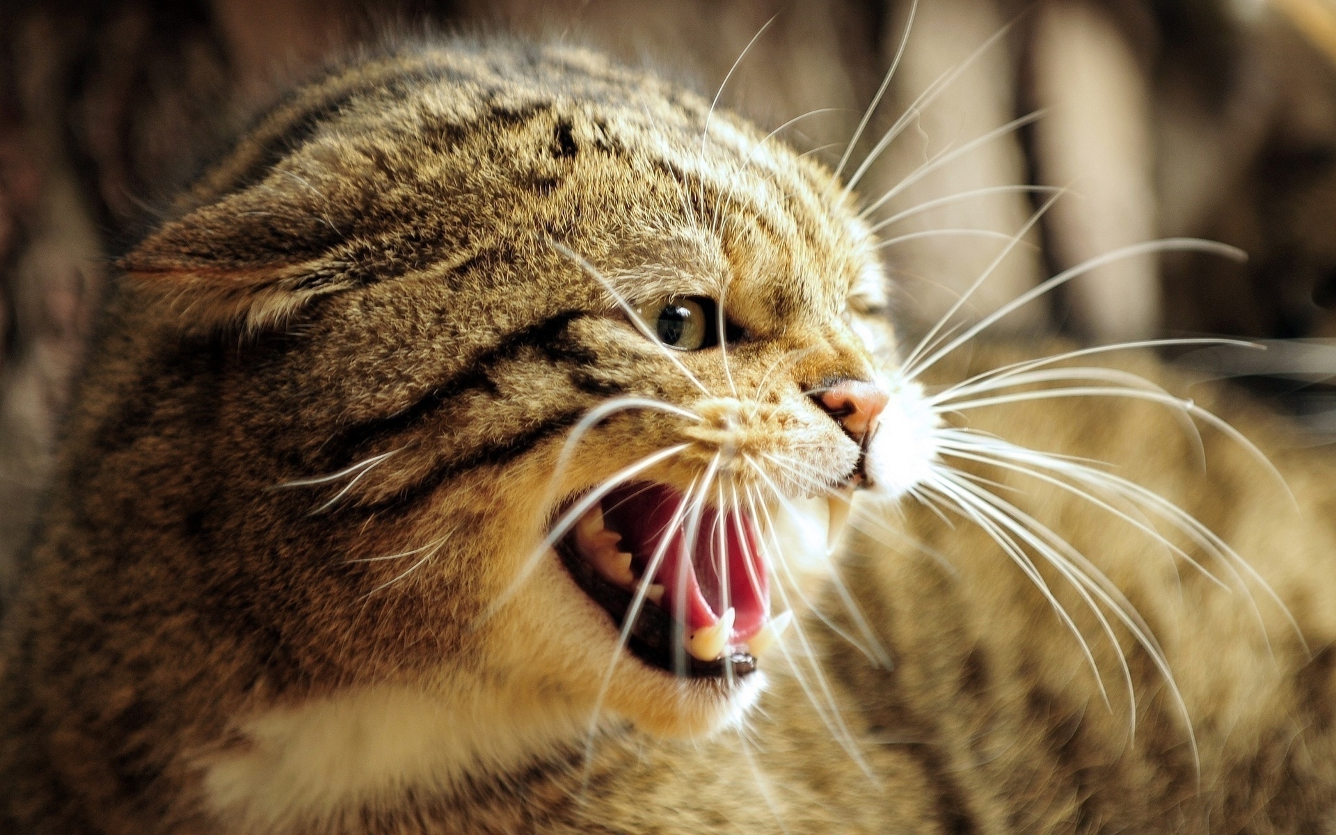 animal, wildcat, cat download HD wallpaper