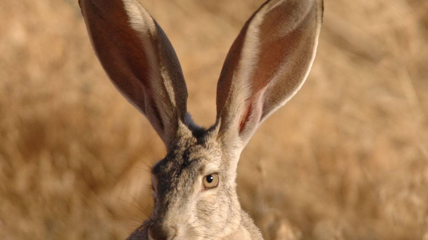Мире животных зайцы. Заяц с длинными ушами. Длинные уши. Чернохвостый заяц. Кролик с длинными ушами.