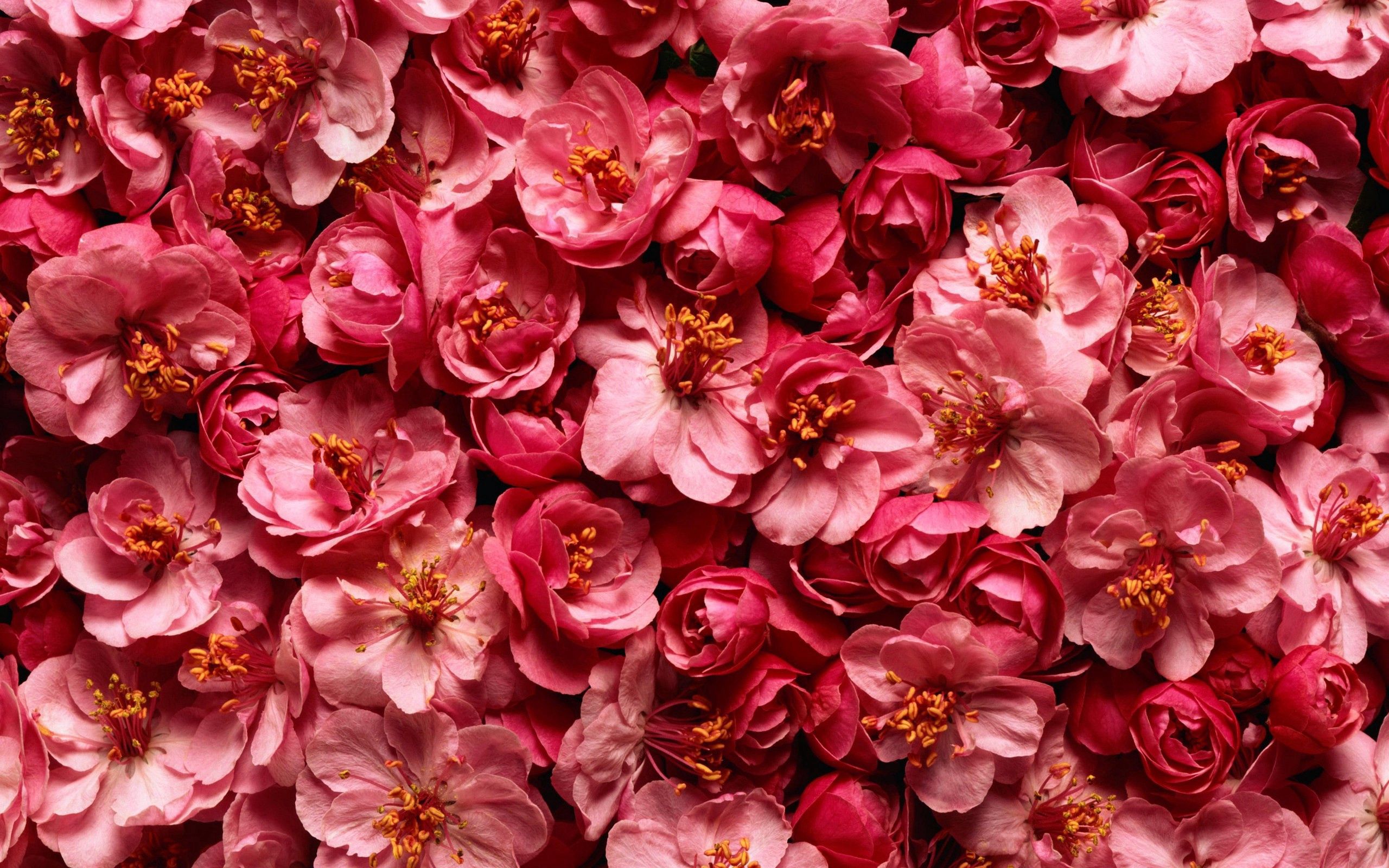 142552 baixar papel de parede flores, fundo, textura, texturas, rosa selvagem - protetores de tela e imagens gratuitamente