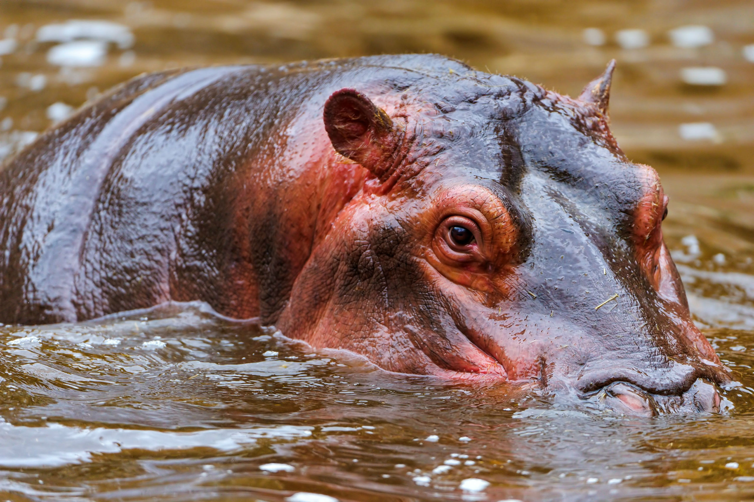 animal, hippo UHD