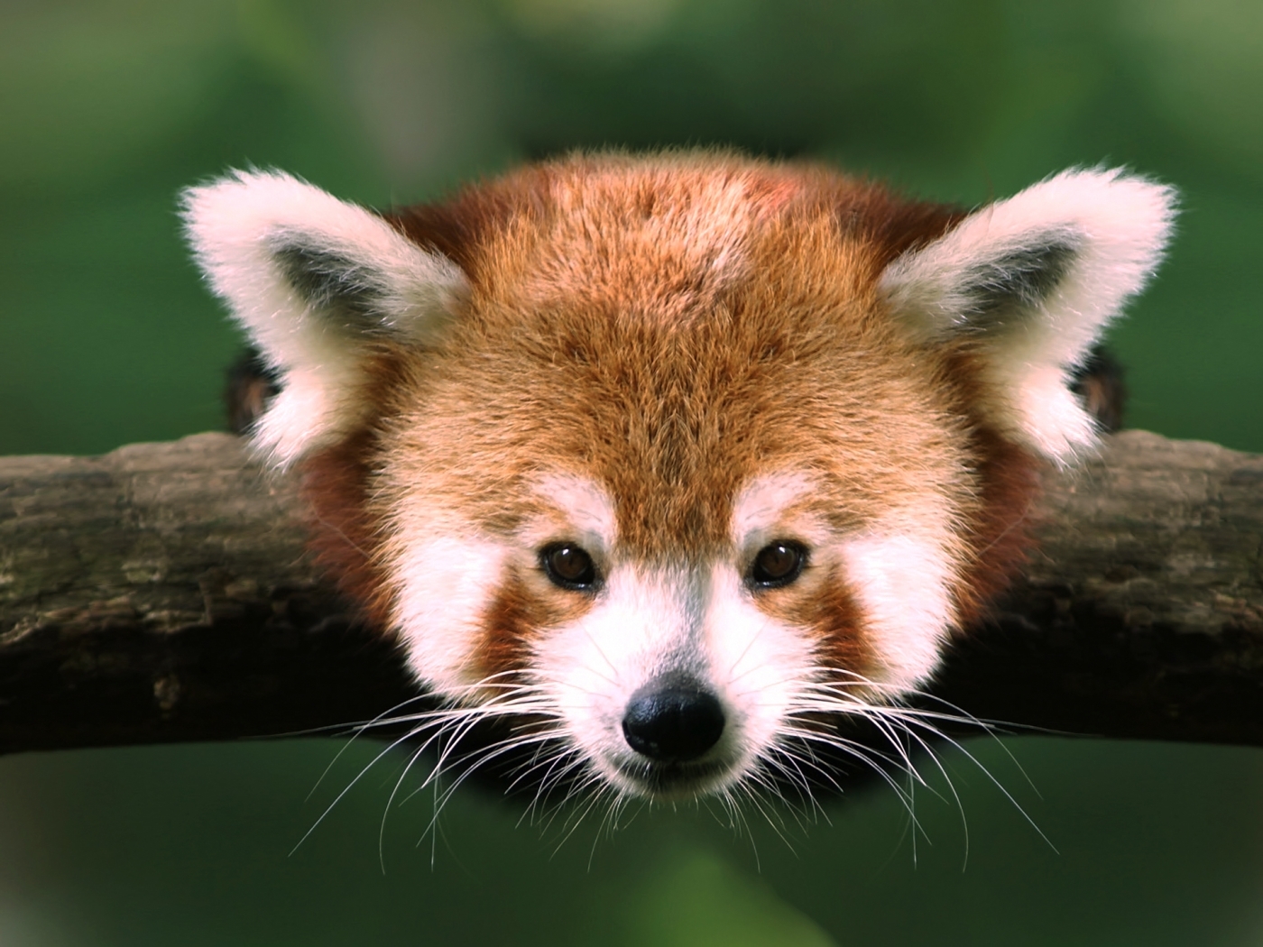 Laden Sie das Tiere, Pandas-Bild kostenlos auf Ihren PC-Desktop herunter