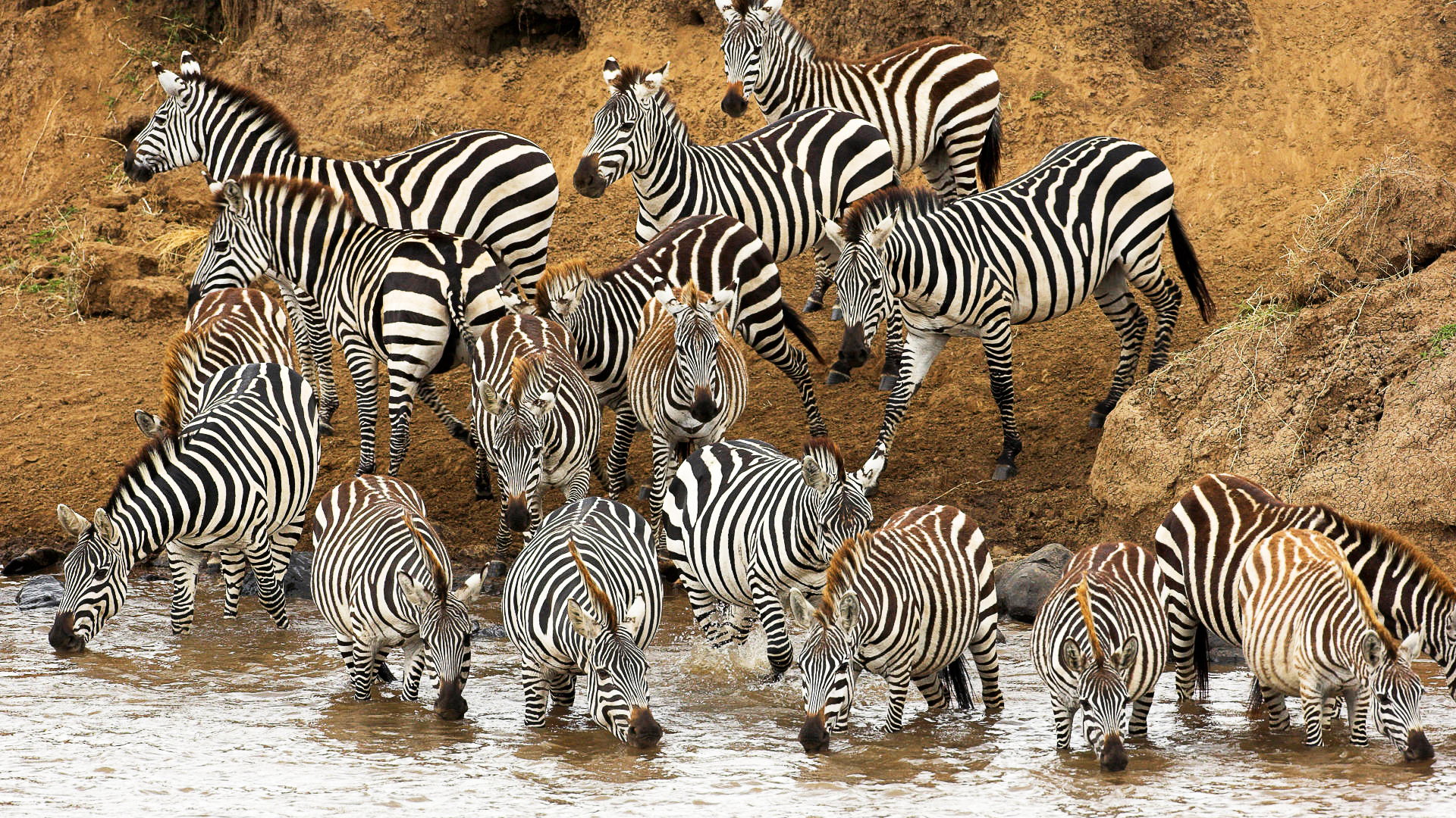 225591 baixar imagens animais, zebra - papéis de parede e protetores de tela gratuitamente