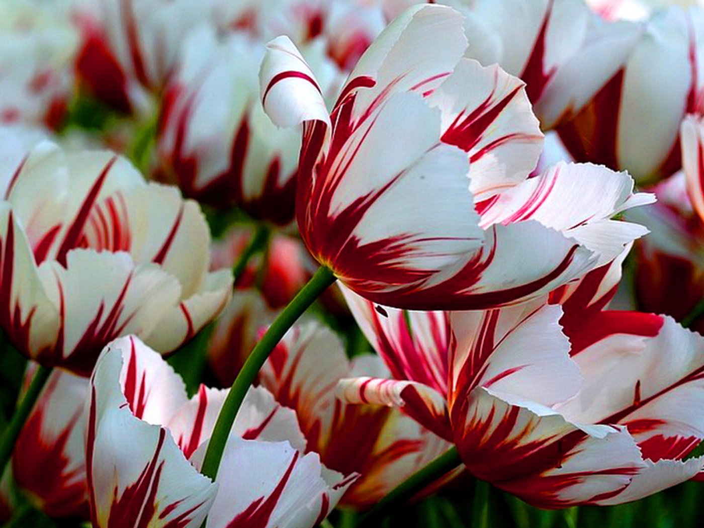 33334 télécharger le fond d'écran plantes, tulipes - économiseurs d'écran et images gratuitement