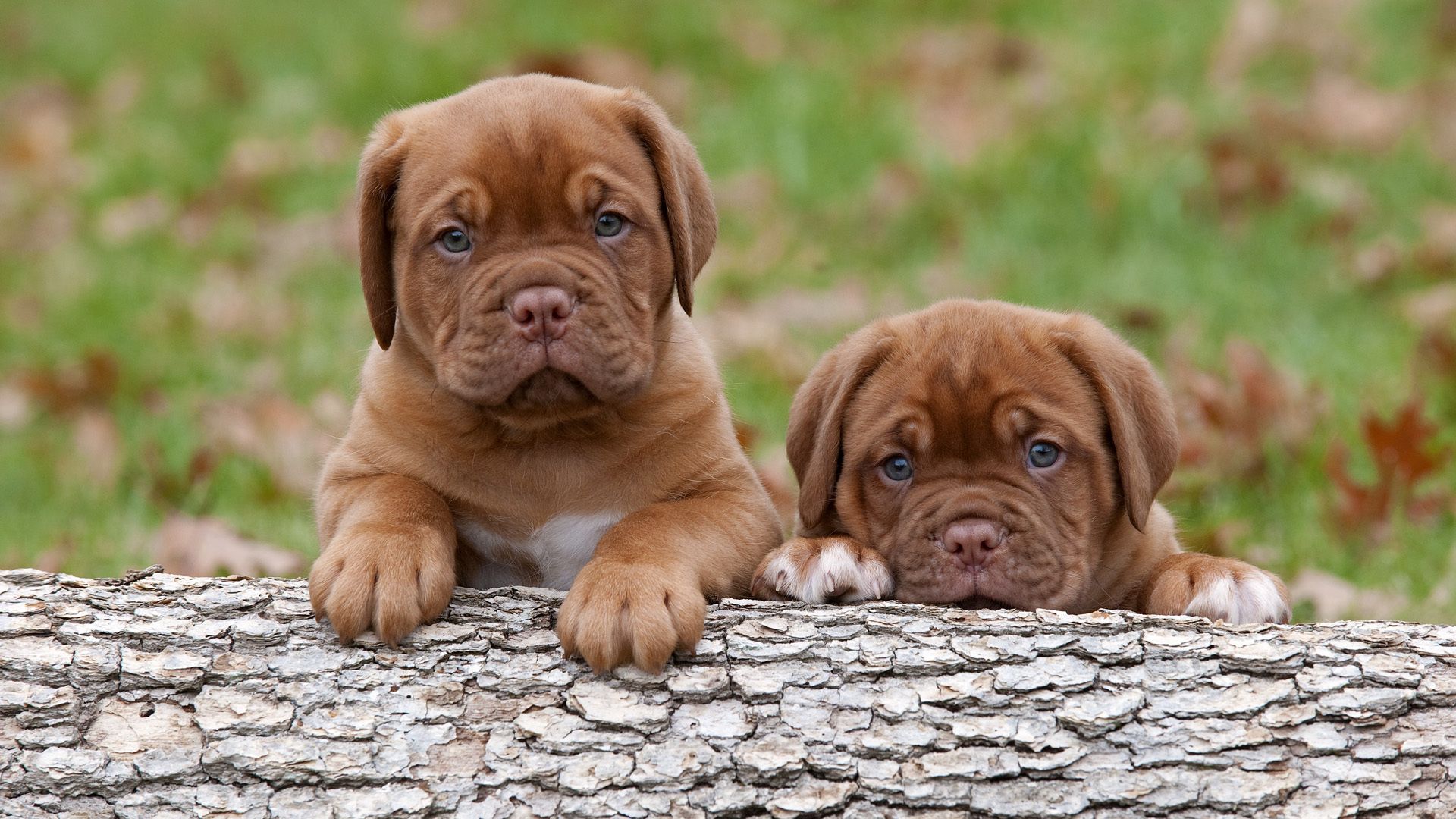 puppies, dogue de bordeaux, animals, couple, pair, bark, log, bordeaux dog High Definition image