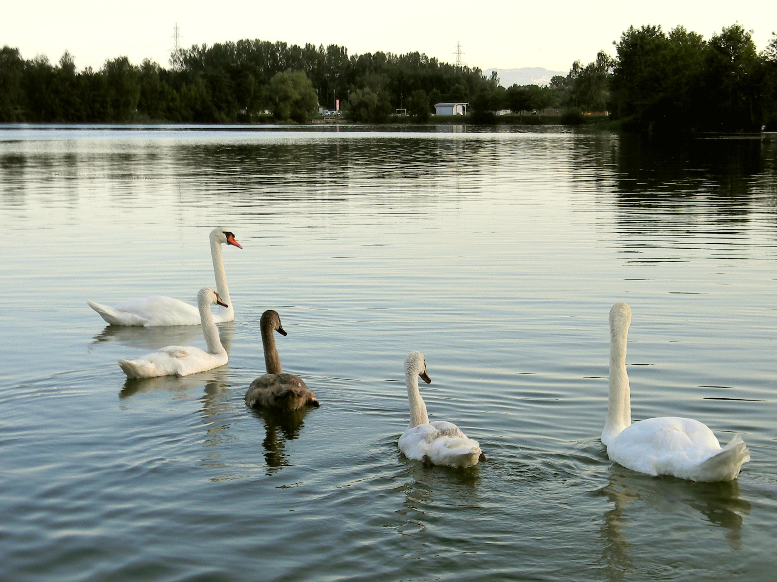 Озеро Лебединое Рязанская область