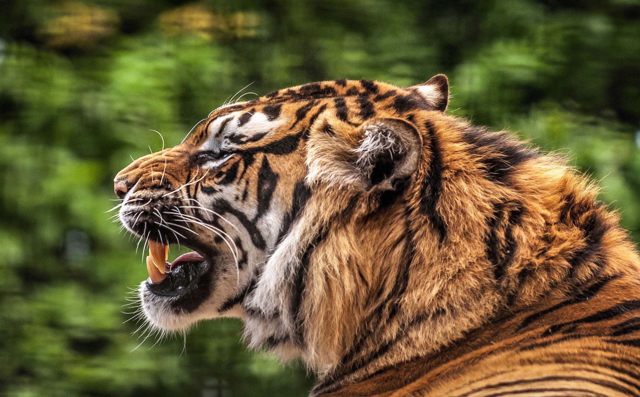 416513 Bild herunterladen tiere, tiger, tiefenschärfe, brüllen, katzen - Hintergrundbilder und Bildschirmschoner kostenlos