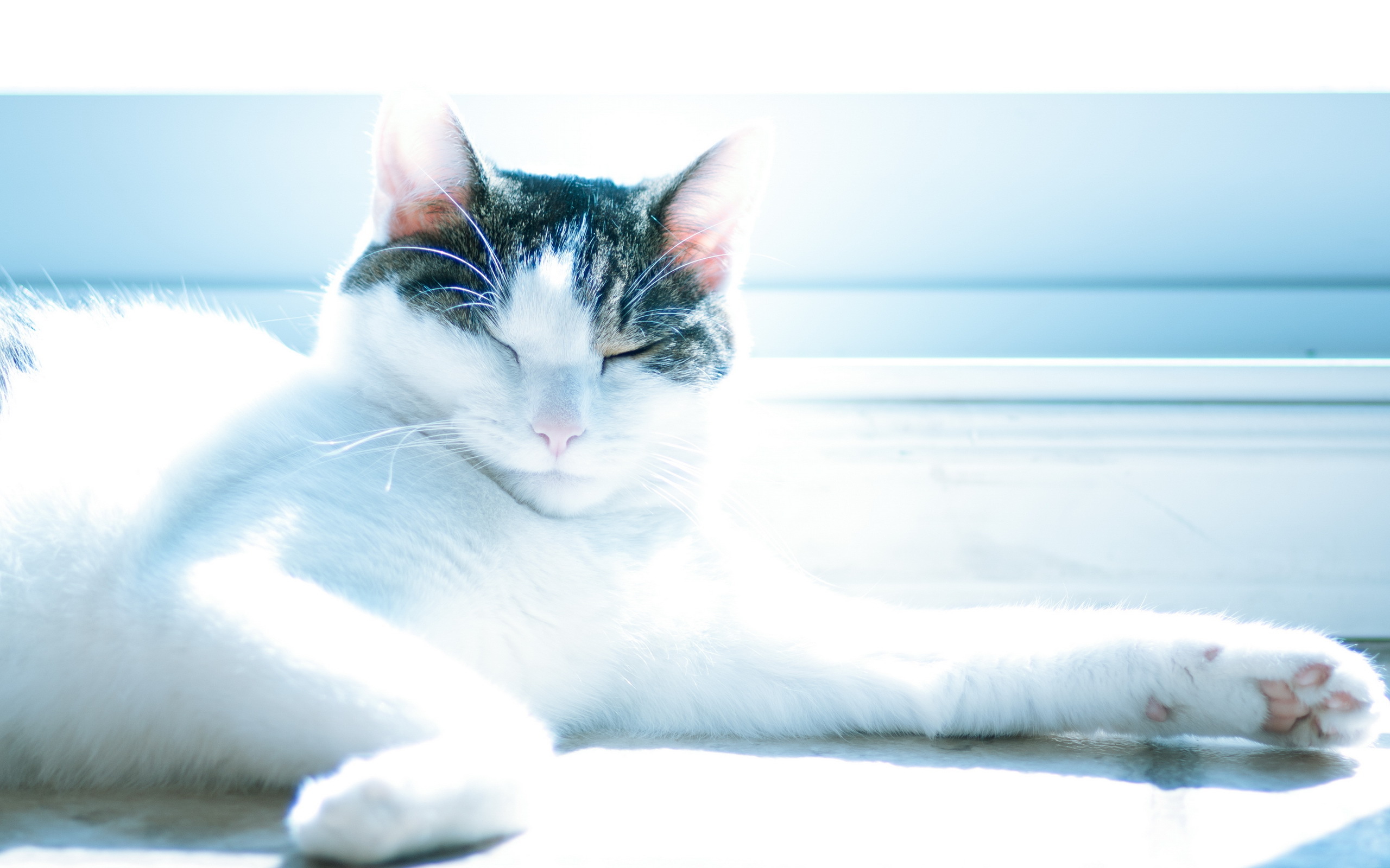 Расслабленная кошка. Кот на голубом фоне. Кот лежит на солнце. Кошка релаксирует.