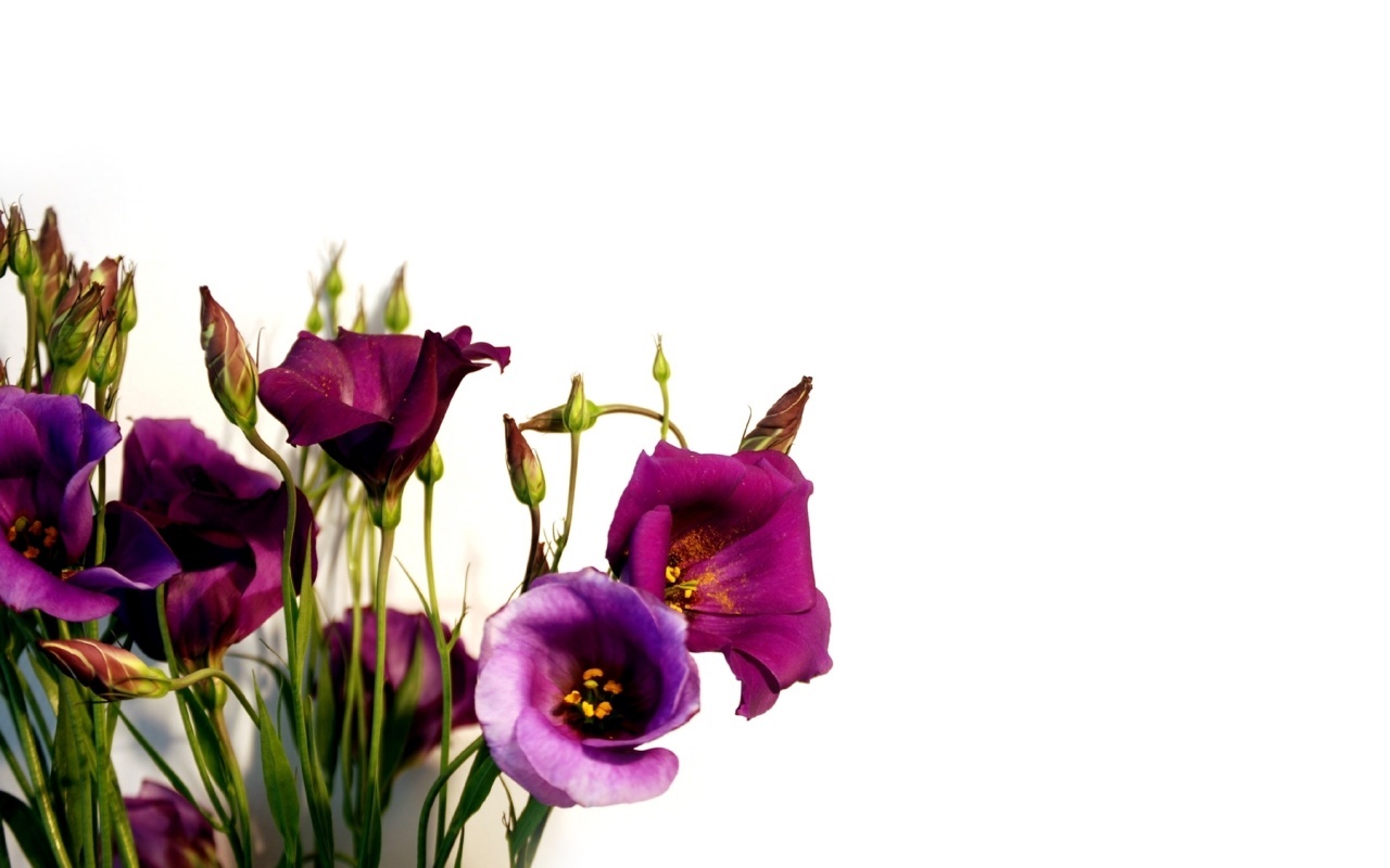 Скачать картинку Растения, Цветы в телефон бесплатно.