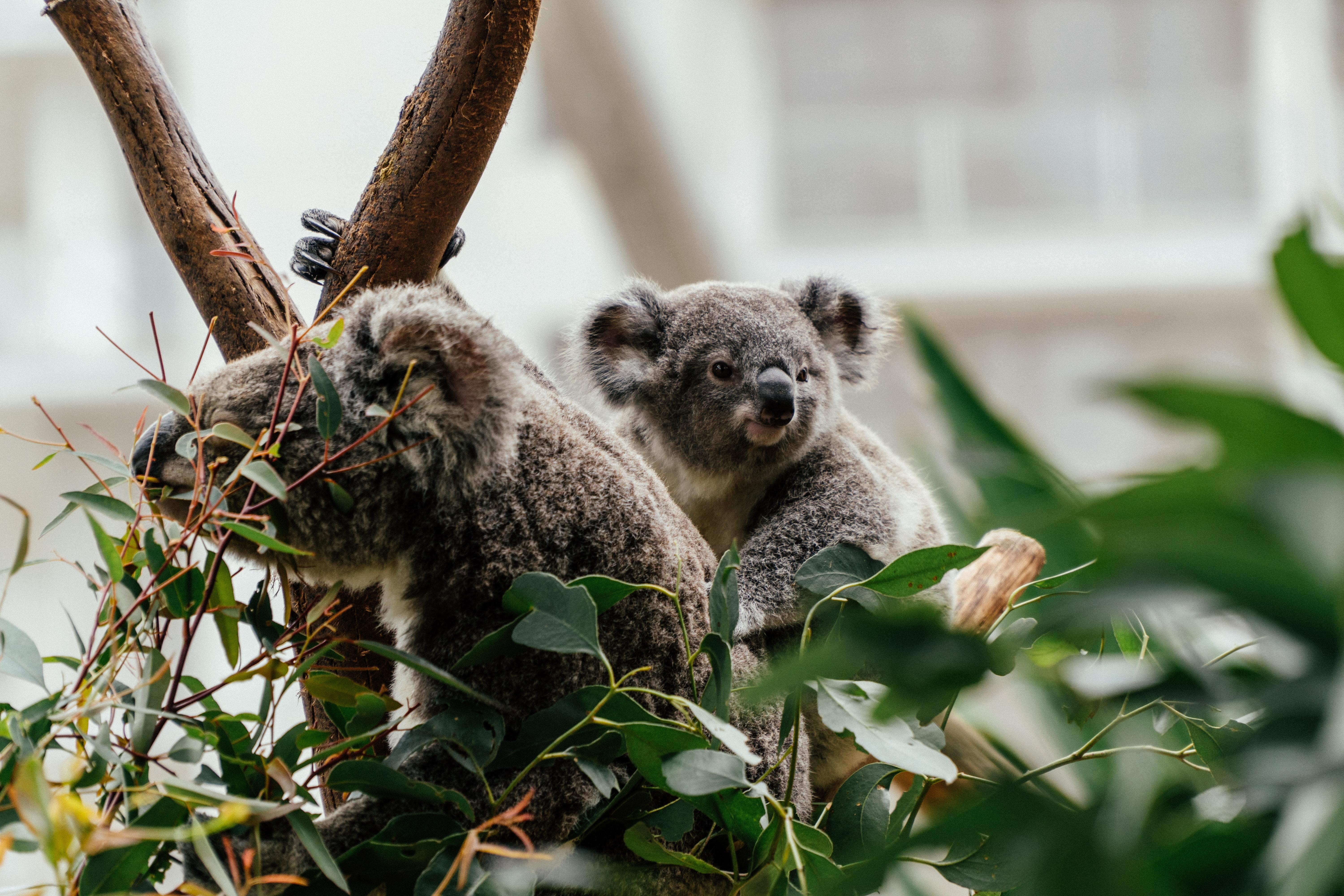Téléchargez des papiers peints mobile Koala, Bois, Arbre, Agréable, Animaux, Chéri, Animal gratuitement.