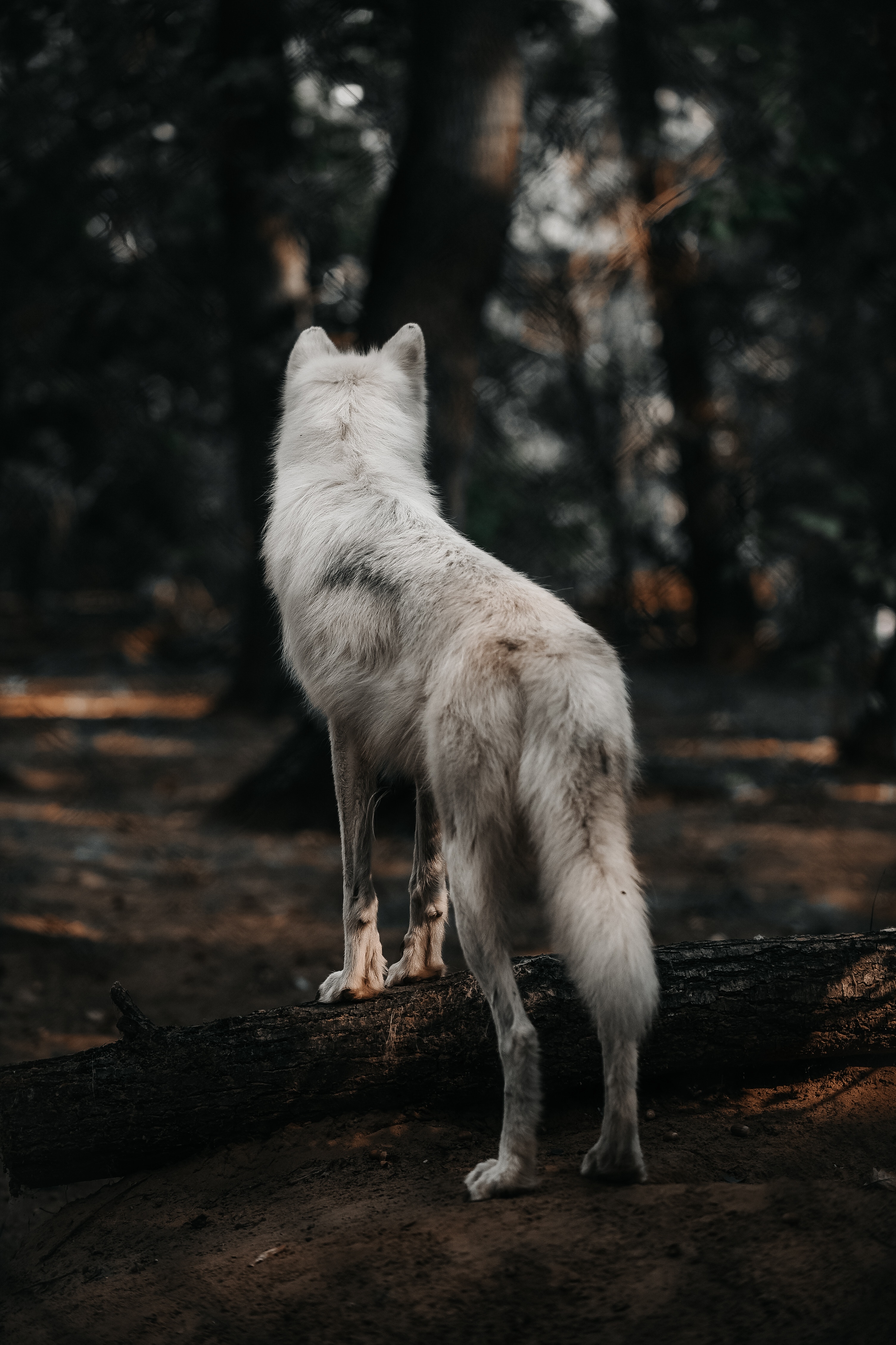 Free Images  Wolf