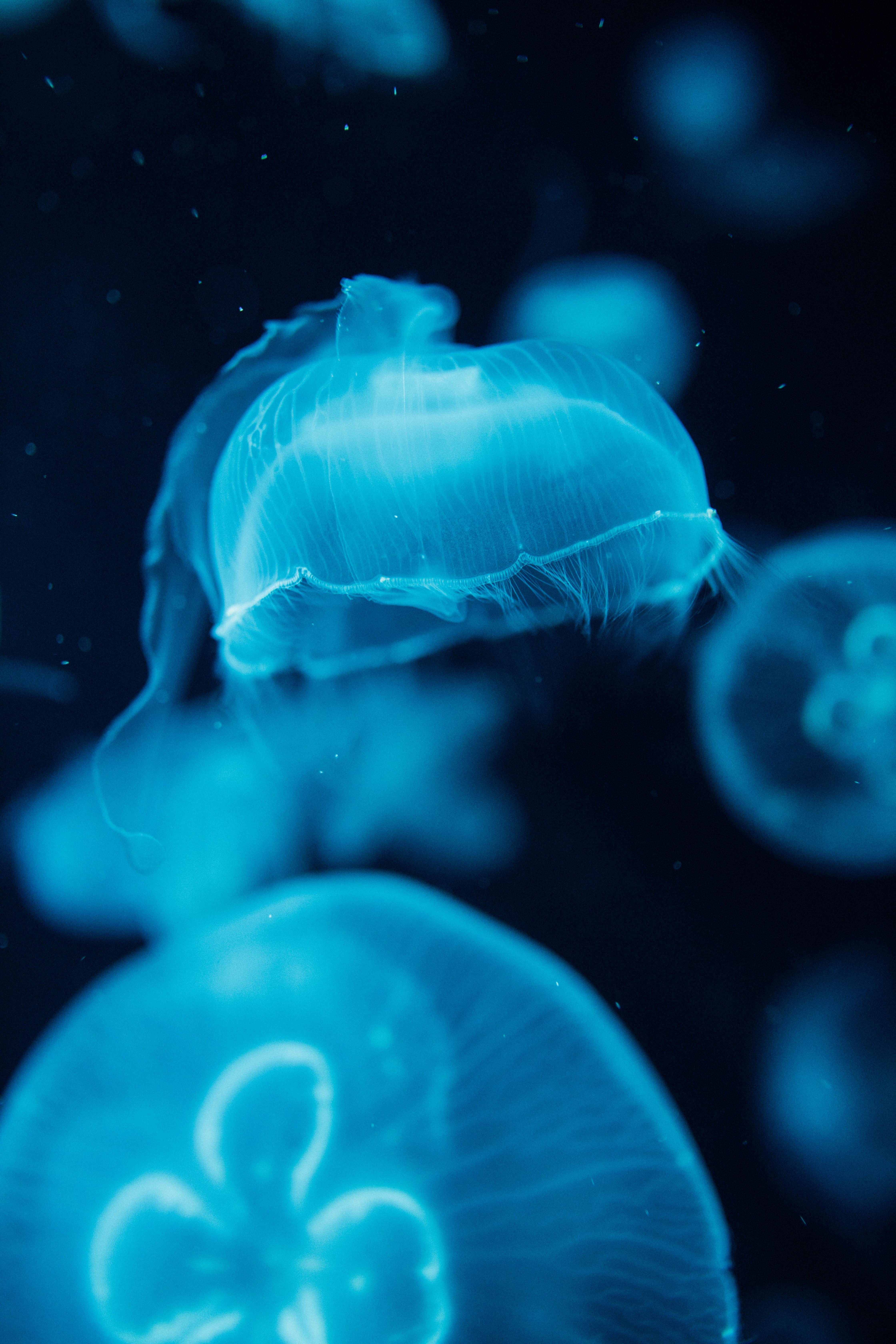 58100 завантажити картинку тварини, вода, медузи, синій, істоти, істот, під водою, підводний - шпалери і заставки безкоштовно