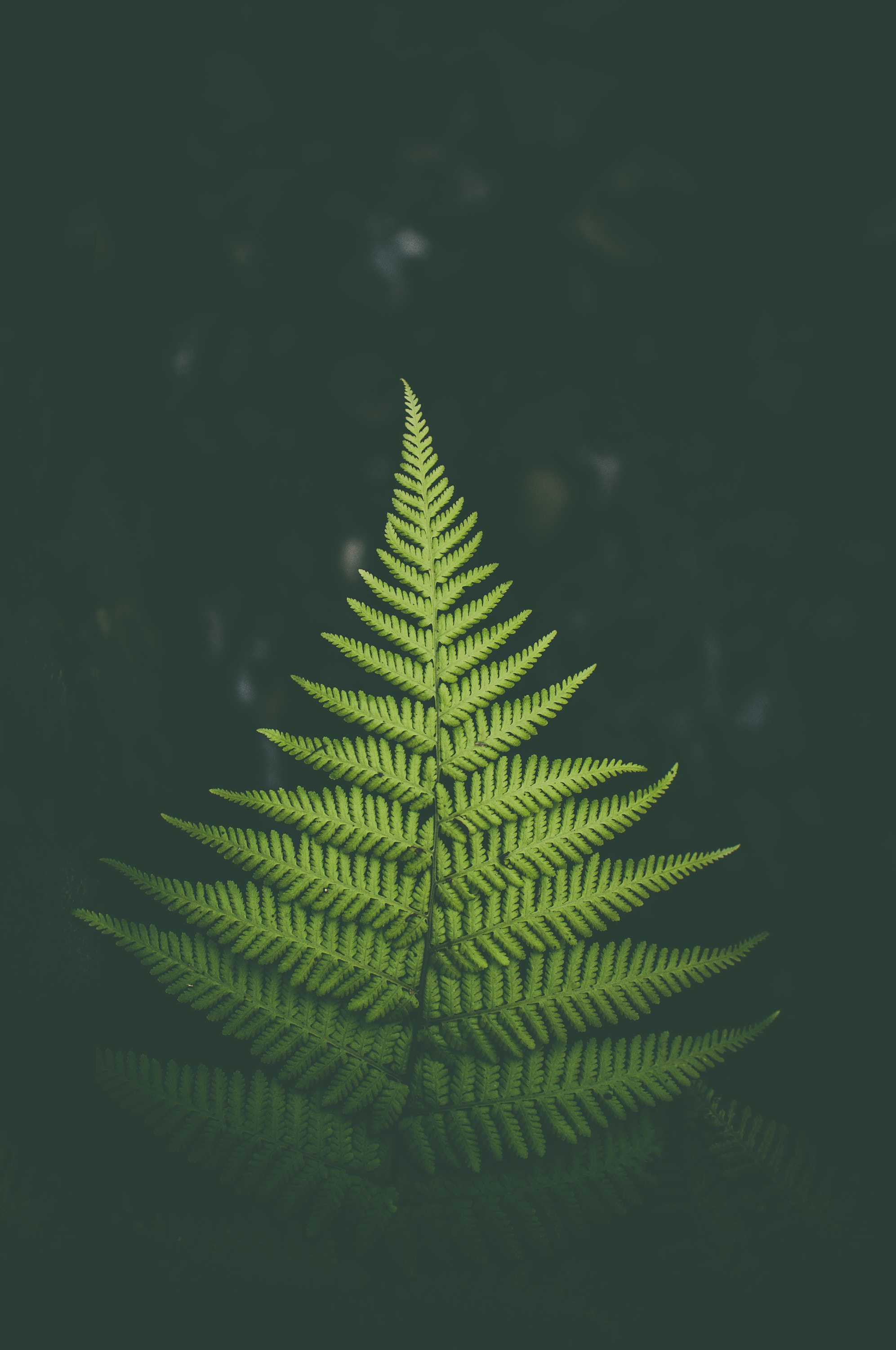 Mobile wallpaper leaf, nature, green, plant, fern, sheet