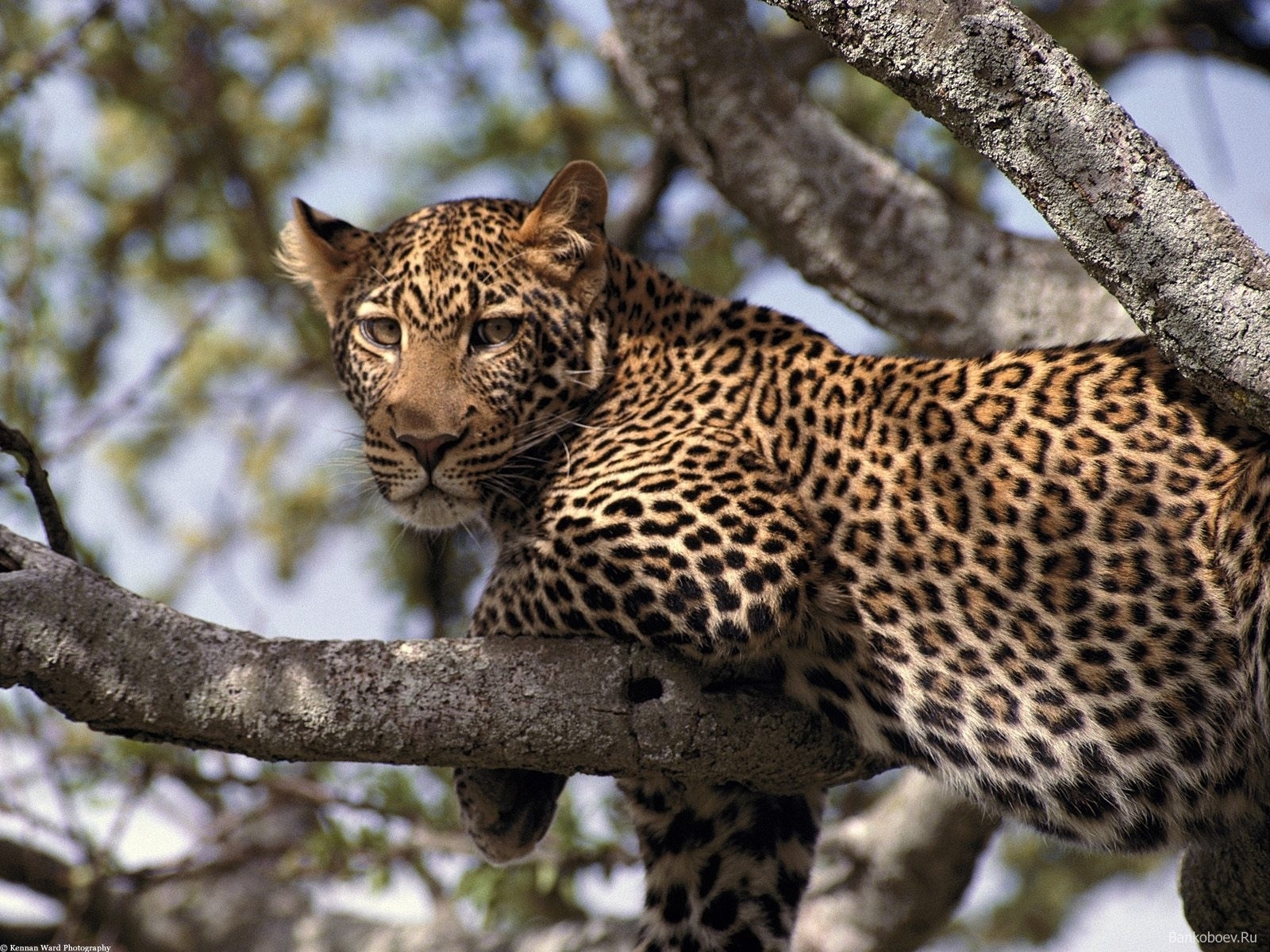 Download mobile wallpaper Animals, Leopards for free.