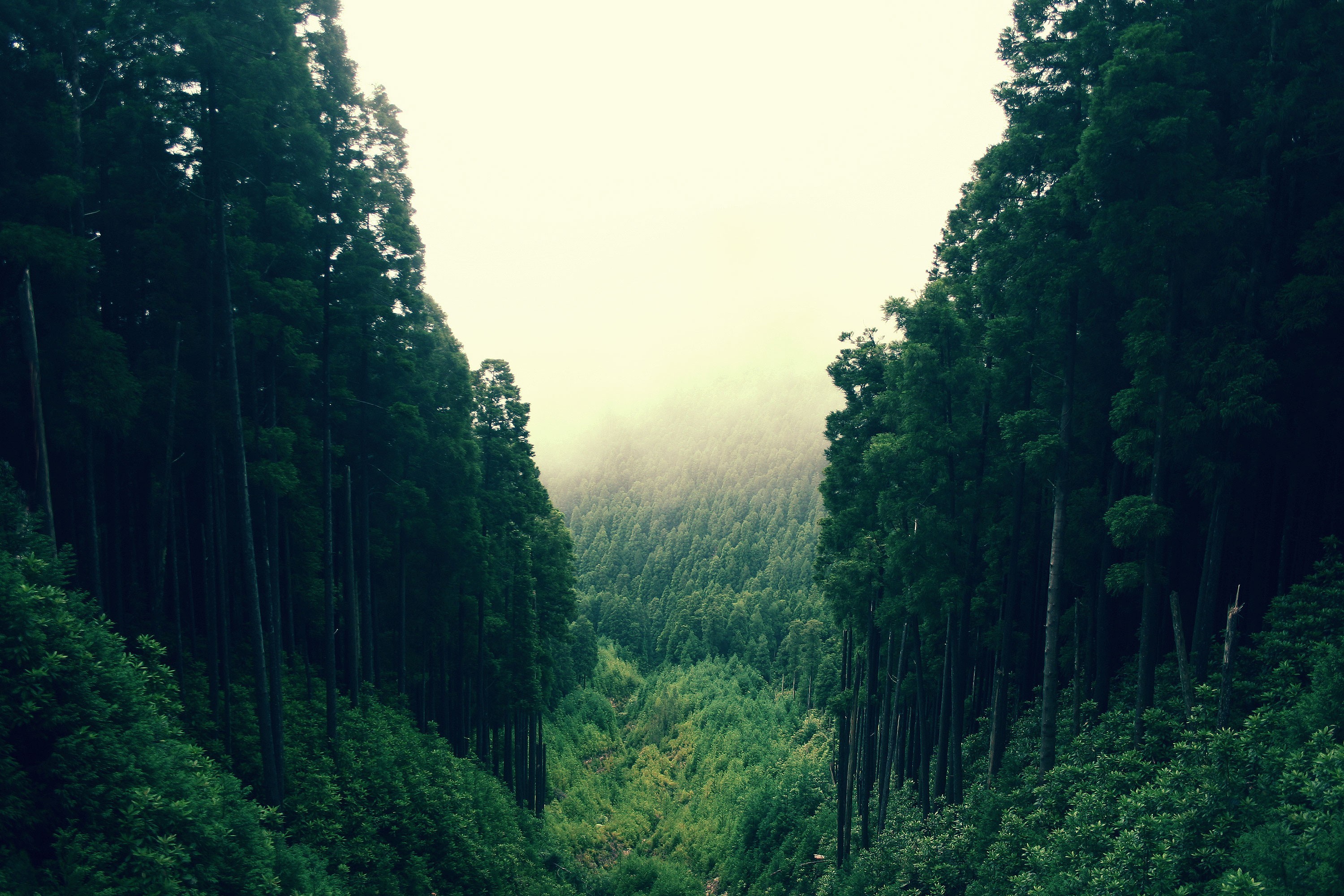 Густой лес
