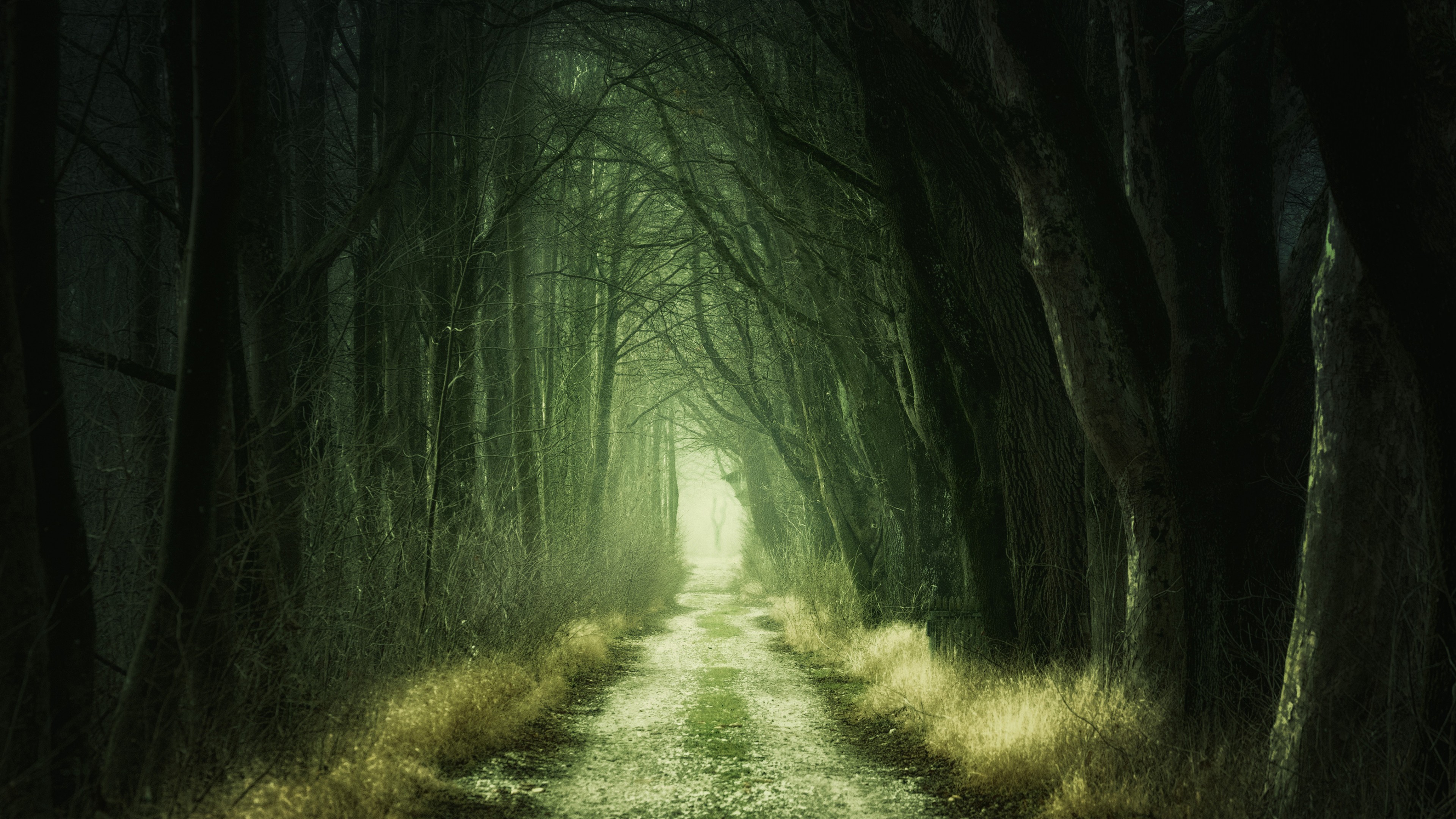 Дорога в темном лесу