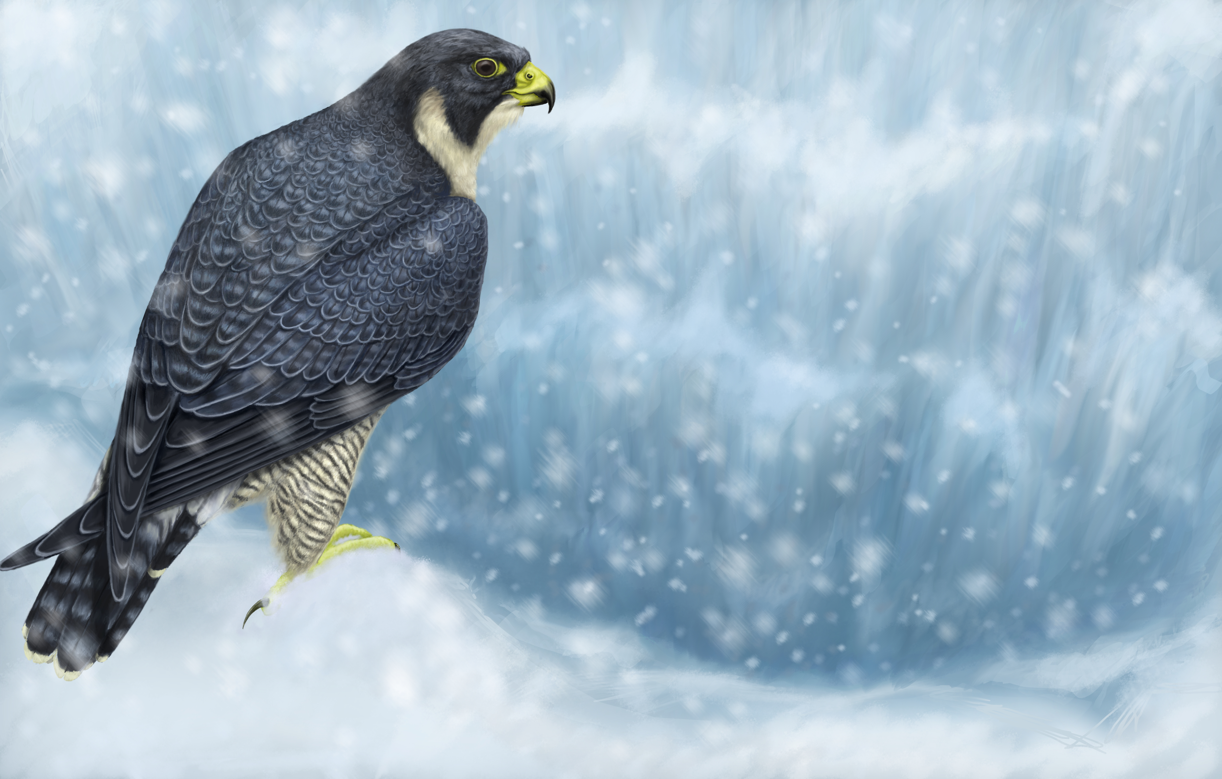 snowfall, animal, peregrine falcon, bird of prey, bird, snow, winter, birds Free Stock Photo