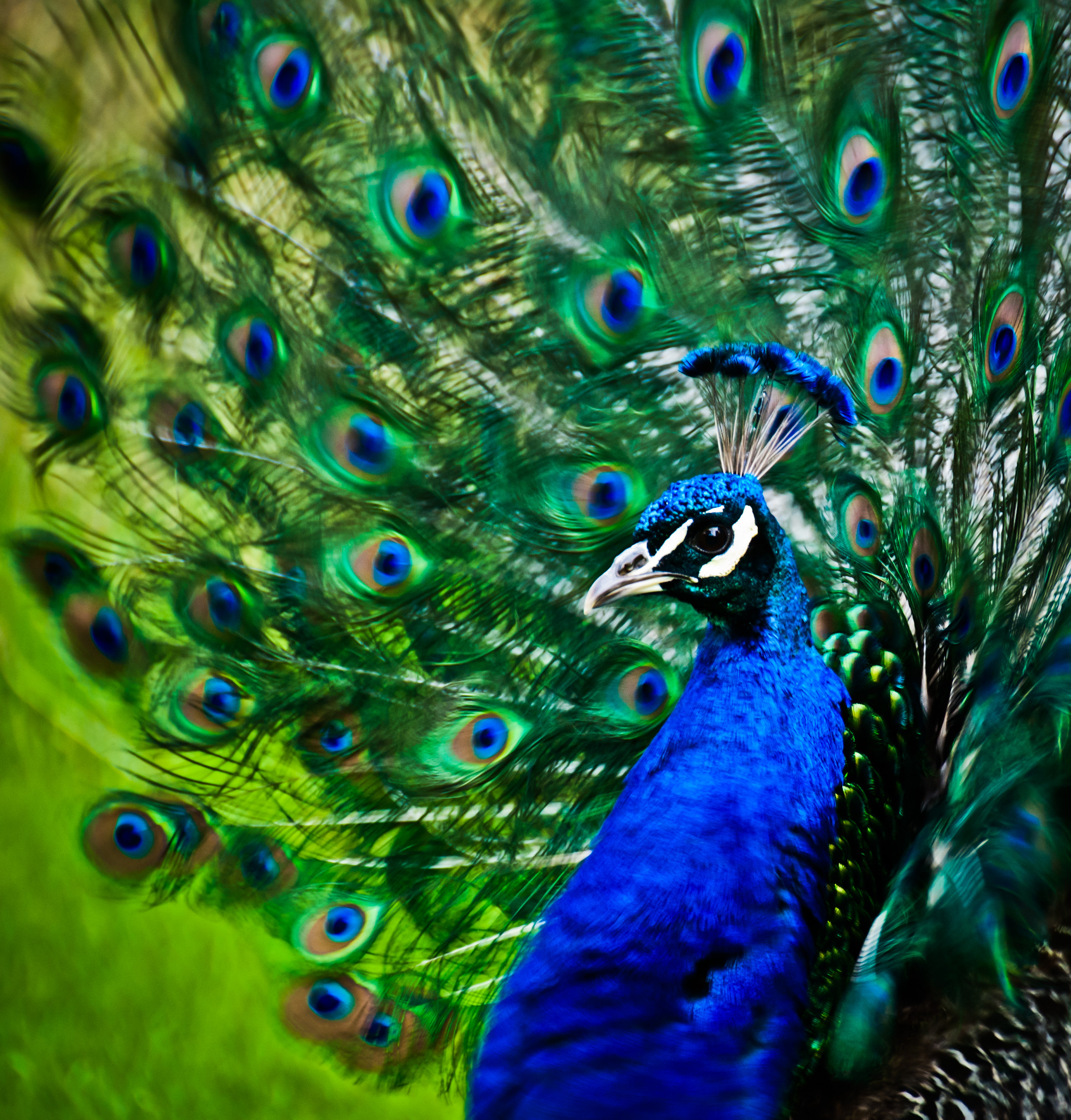 Download mobile wallpaper Peacock, Animals, Bird, Feather, Pattern for free.