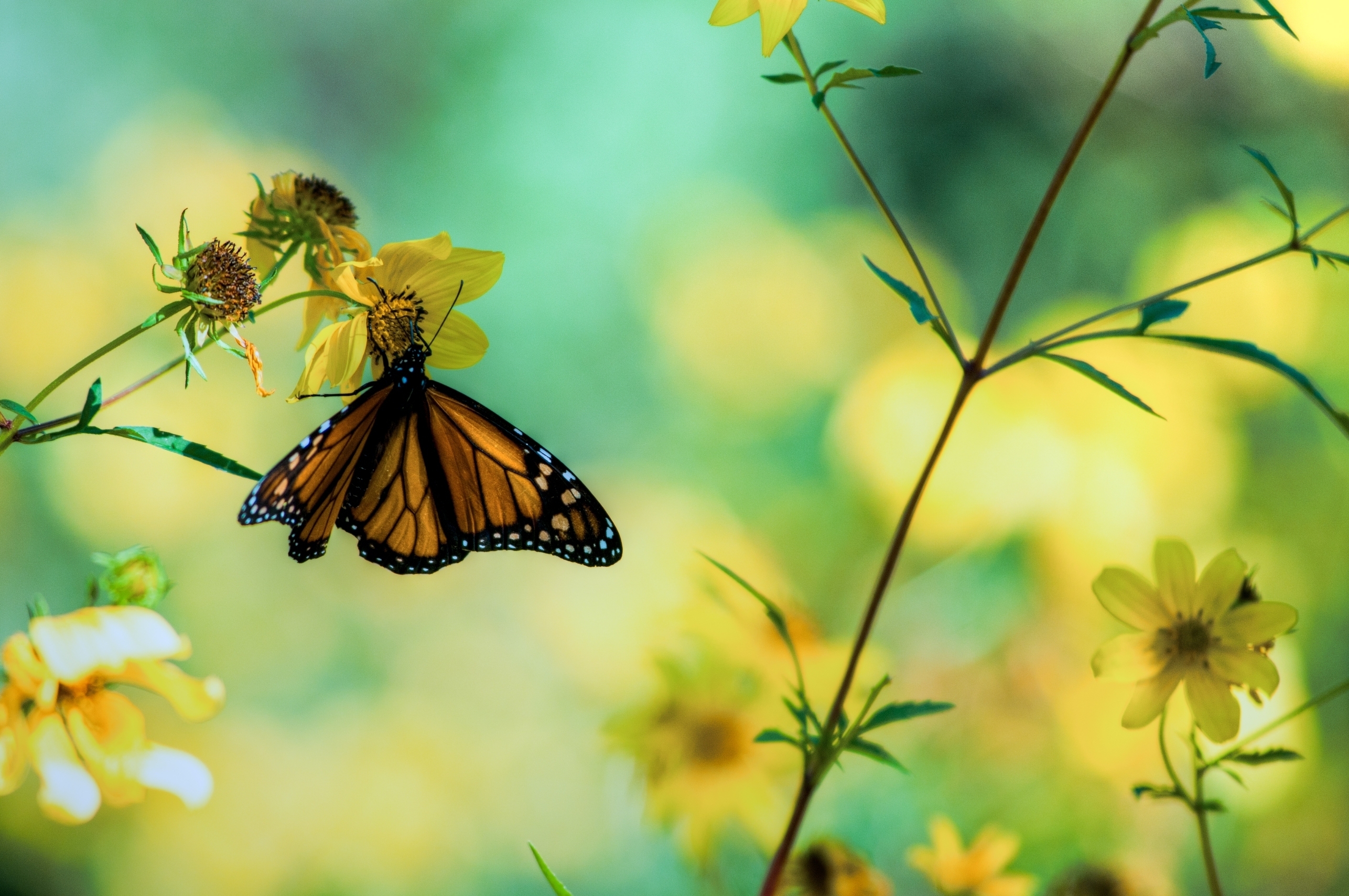 Download mobile wallpaper Macro, Flowers, Butterfly, Plants for free.