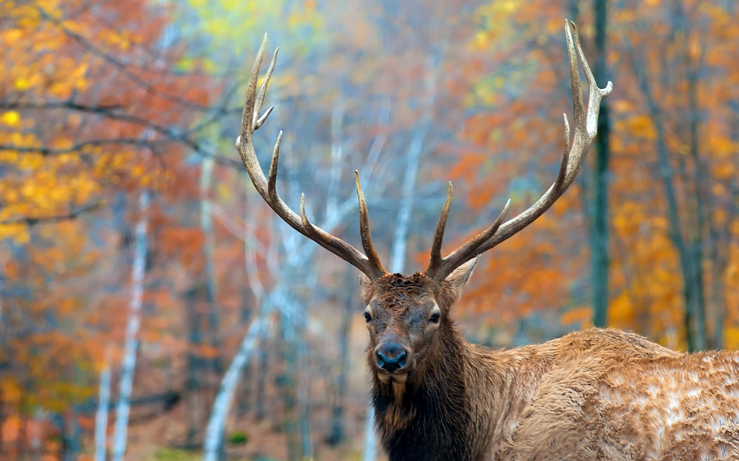 animal, elk Smartphone Background