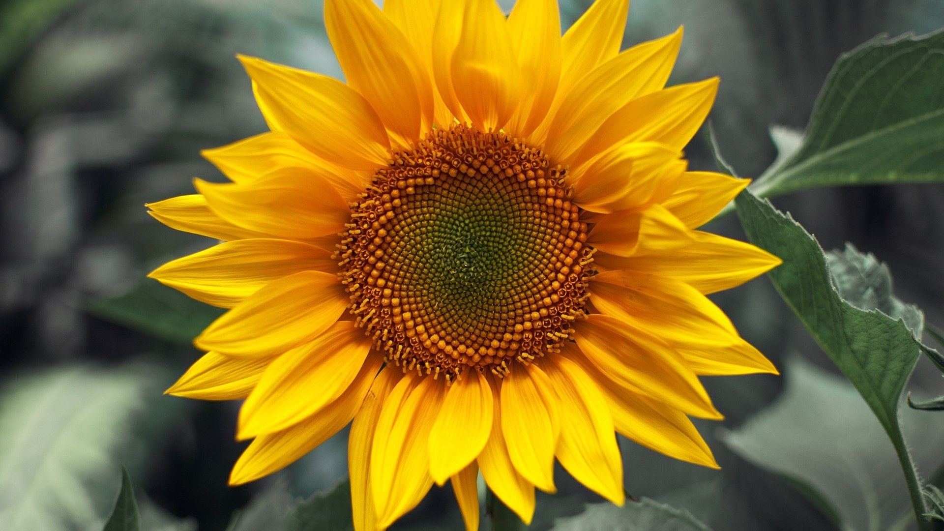 30958 Bild herunterladen pflanzen, sonnenblumen - Hintergrundbilder und Bildschirmschoner kostenlos