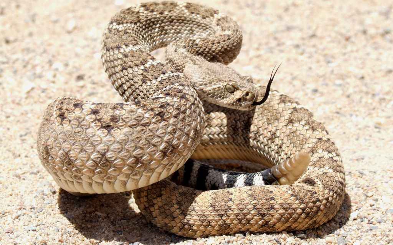 animal, rattlesnake, reptile, snake
