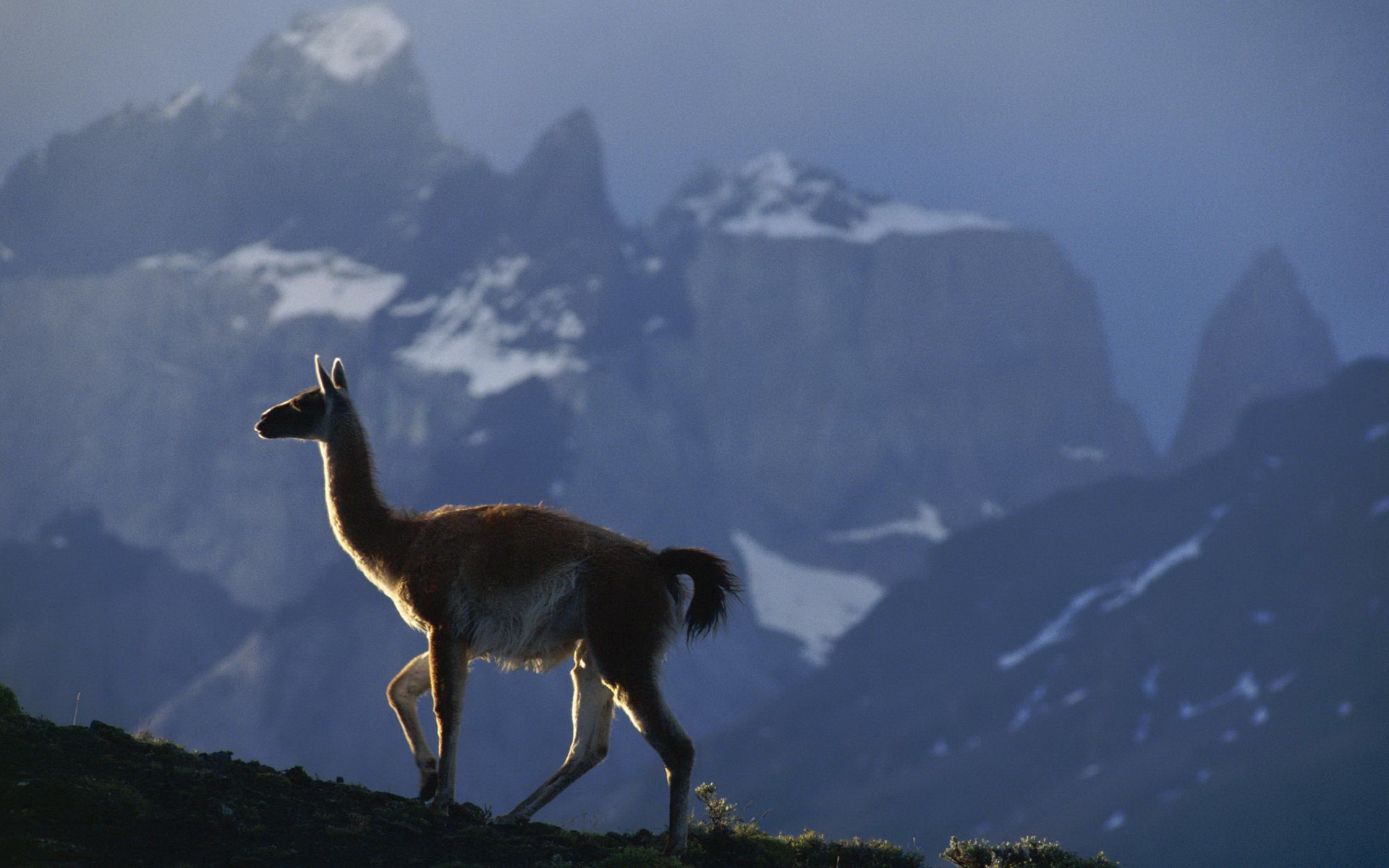 Wallpaper Lama, Laguna Blanca, Bolivia, mountains, Animals #8320