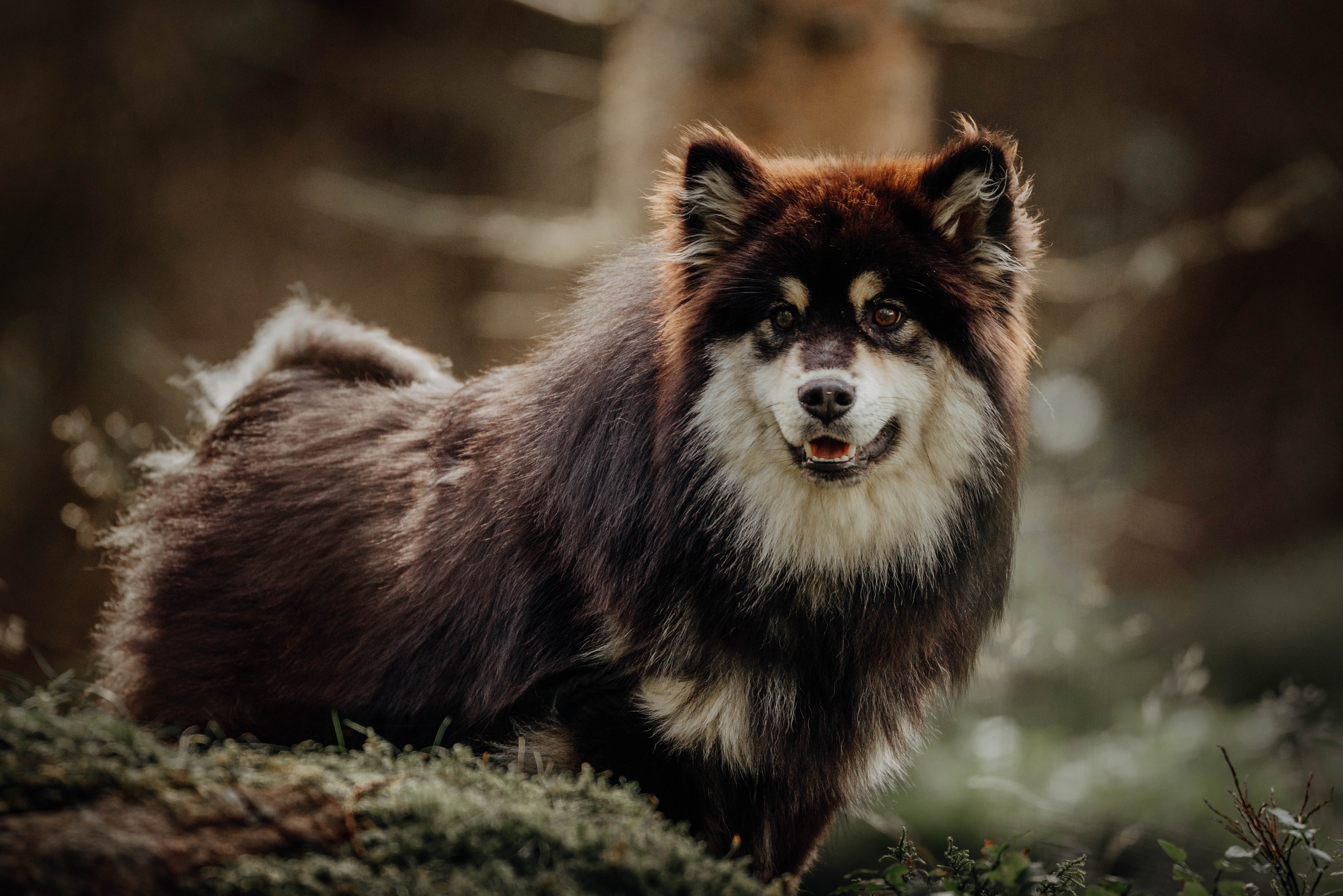 Download mobile wallpaper Finnish Lapphund, Pet, Dog, Animals, Funny for free.