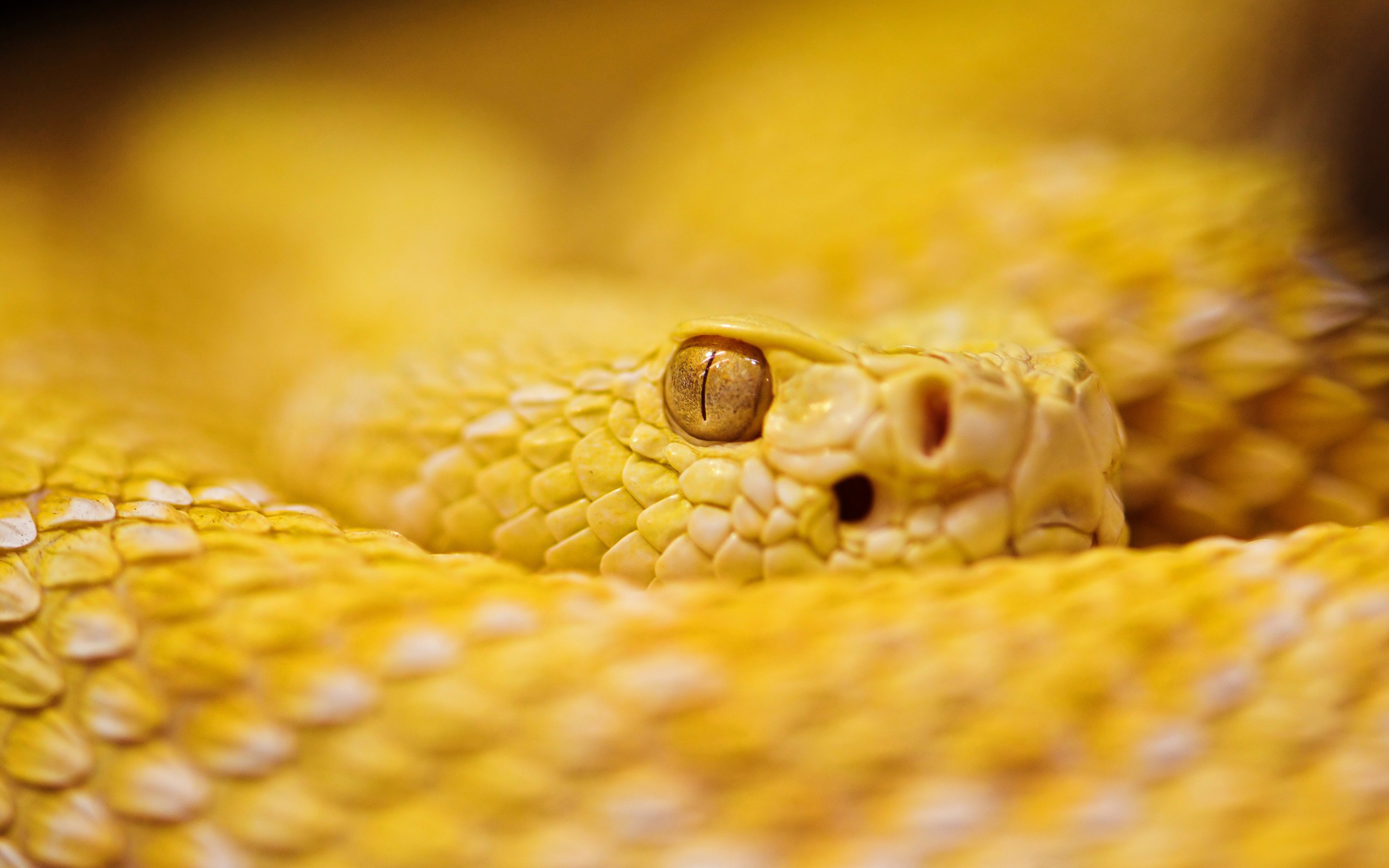 Золотой питон змея