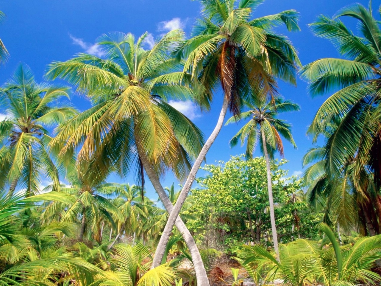 Download mobile wallpaper Plants, Palms for free.