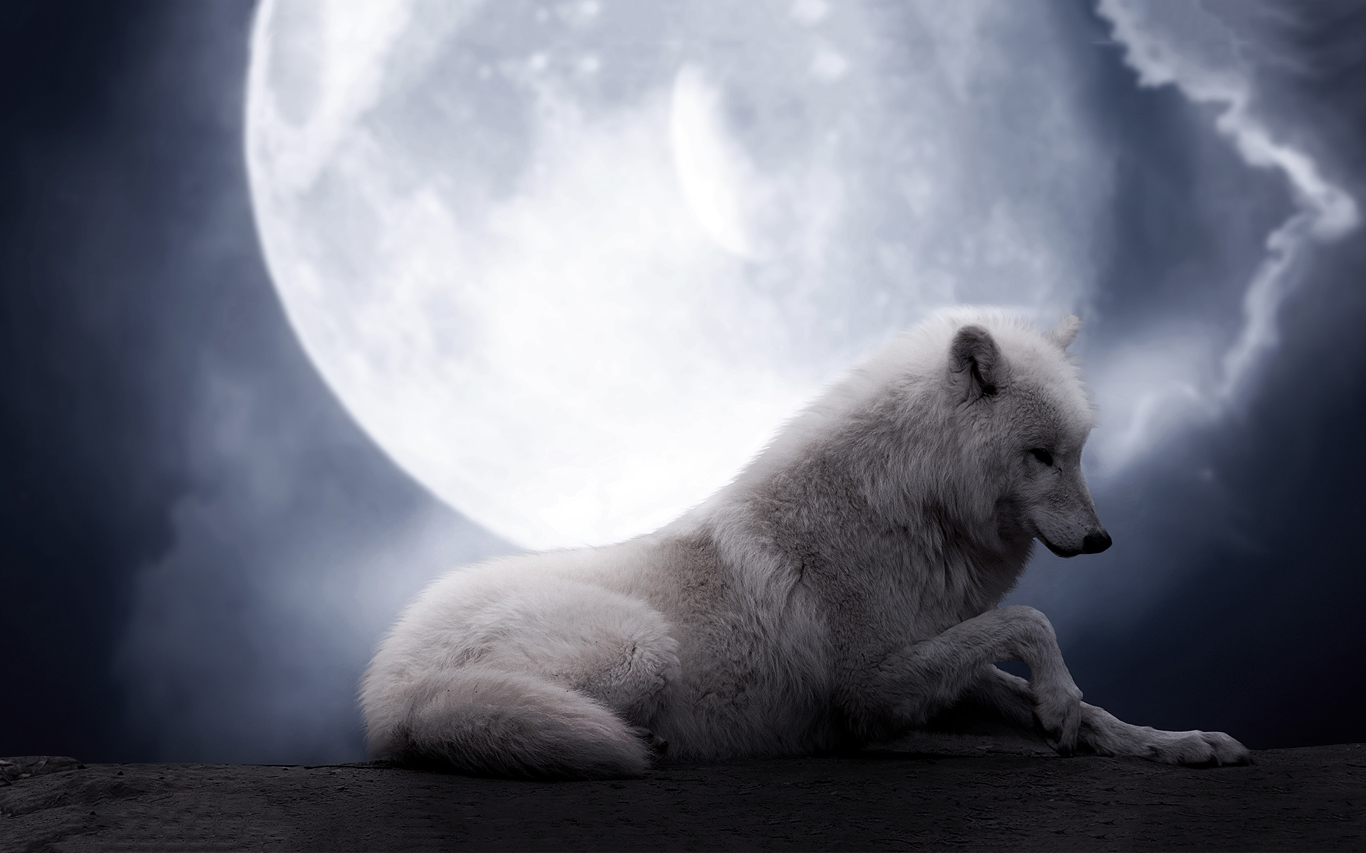 342842 télécharger le fond d'écran animaux, loup, lune, nuit, loup blanc, wolves - économiseurs d'écran et images gratuitement