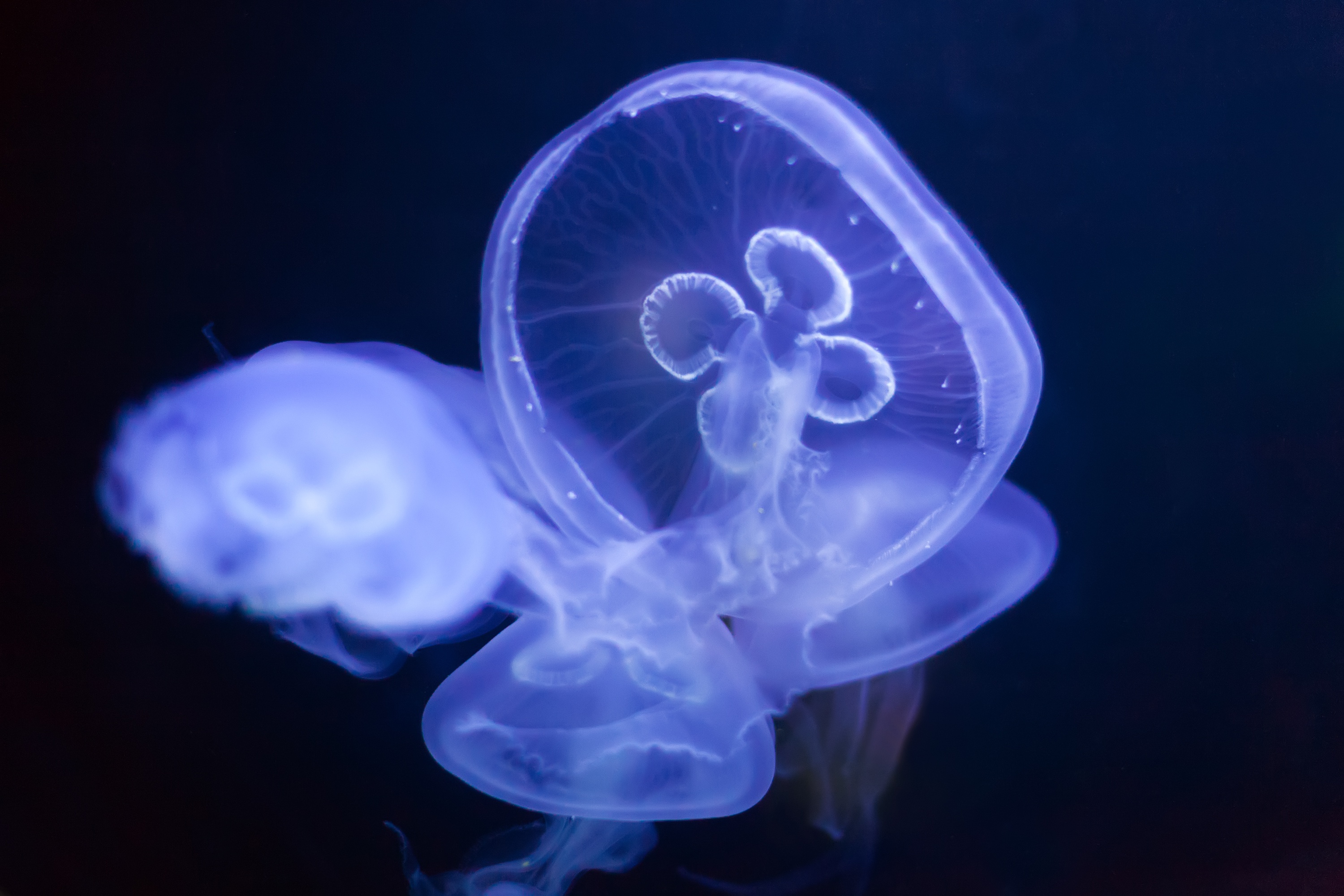 Опасные медузы черного моря