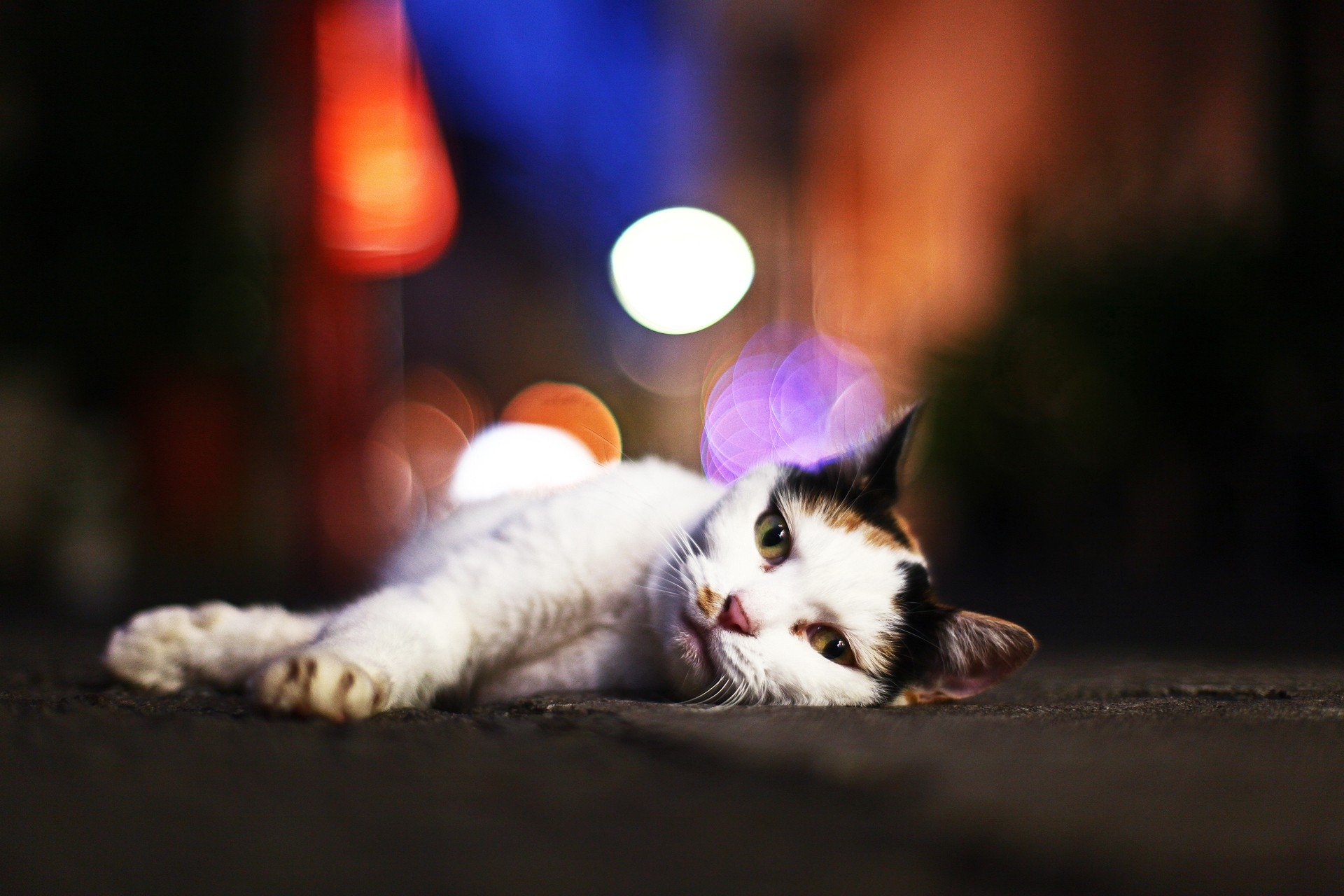 cat, animals, glare, to lie down, lie, sleepy phone background
